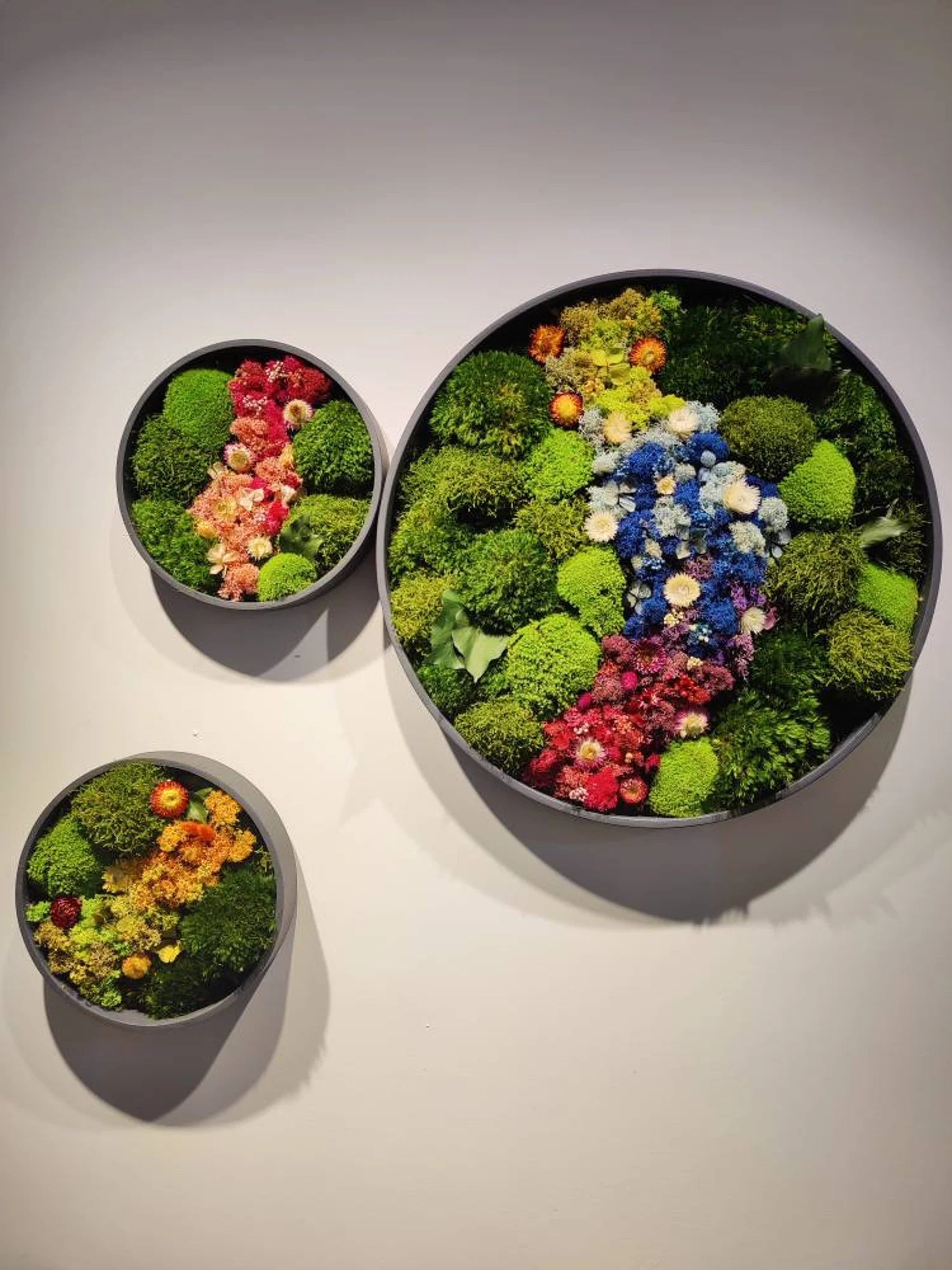 Round Moss Wall Art – Circle Frame Living Moss Decor | Eco-Friendly Home & Mother’s Day Gift