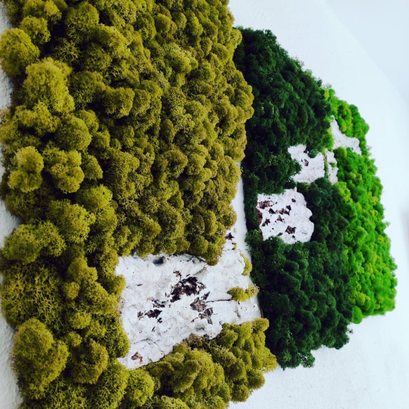 Moss Wall Art – Natural Preserved Moss for Modern Interiors