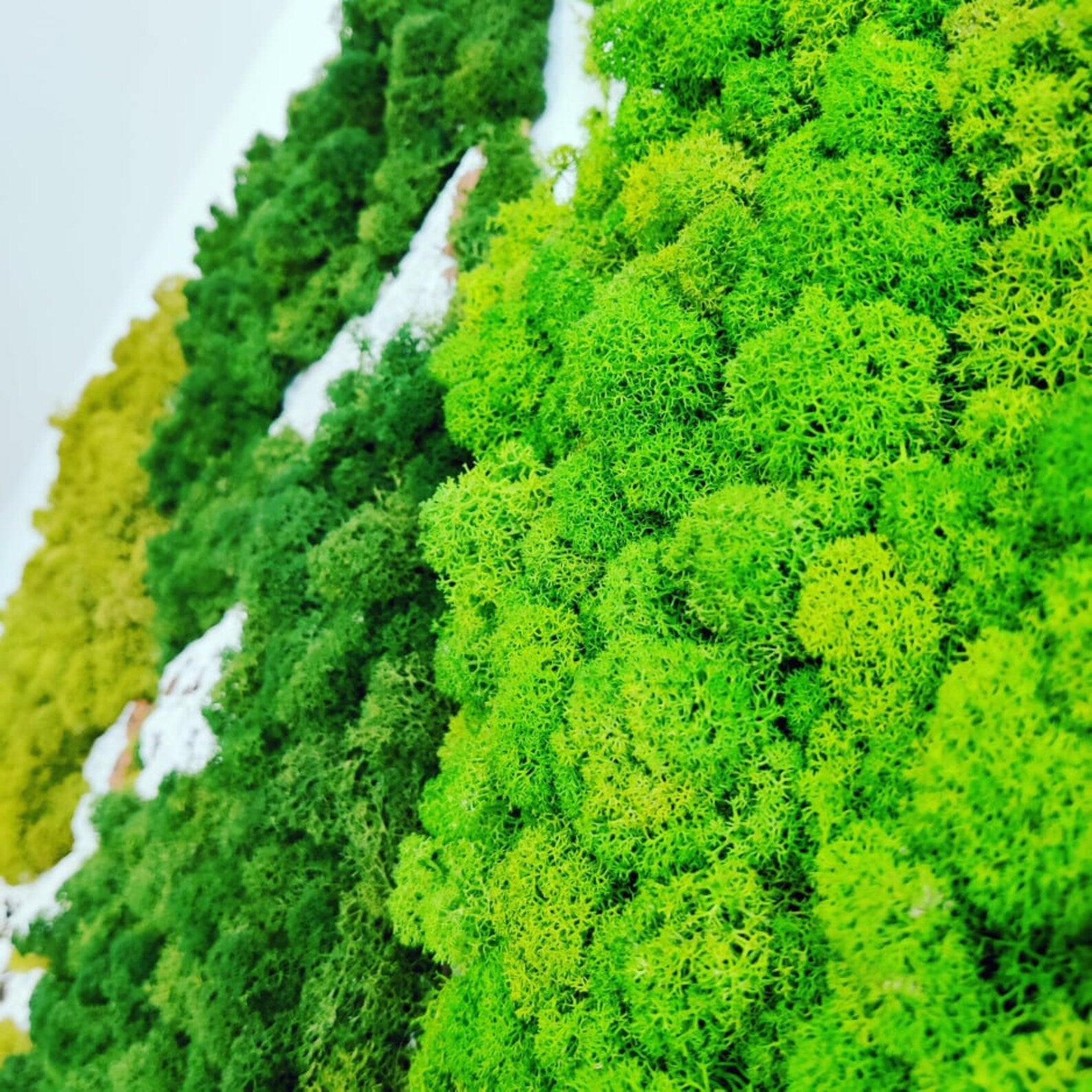 Moss Wall Art – Natural Preserved Moss for Modern Interiors