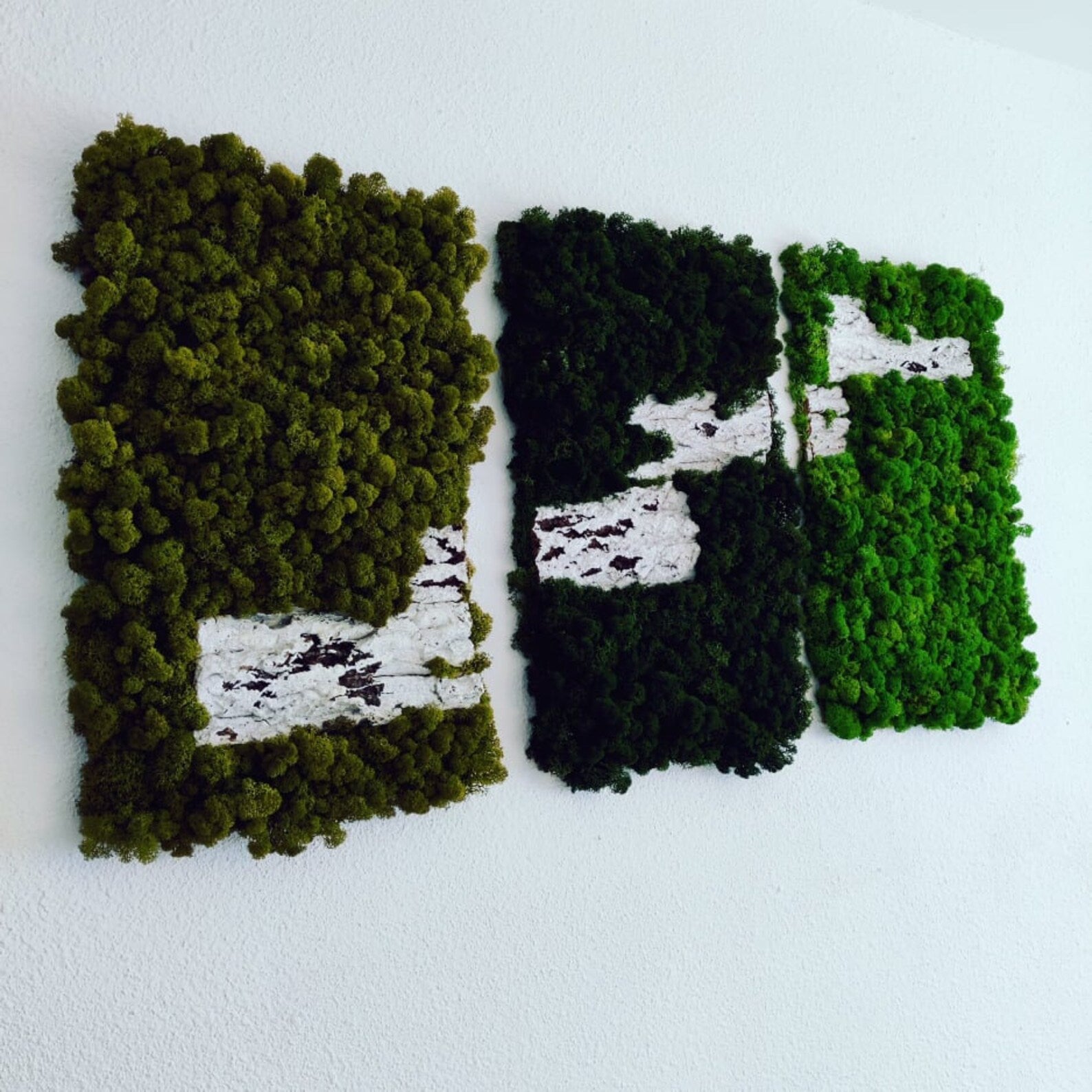 Moss Wall Art – Natural Preserved Moss for Modern Interiors