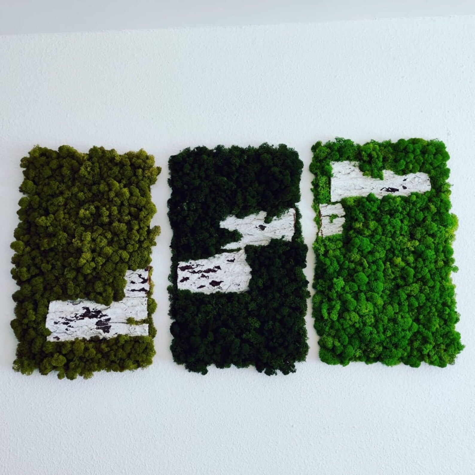 Moss Wall Art – Natural Preserved Moss for Modern Interiors