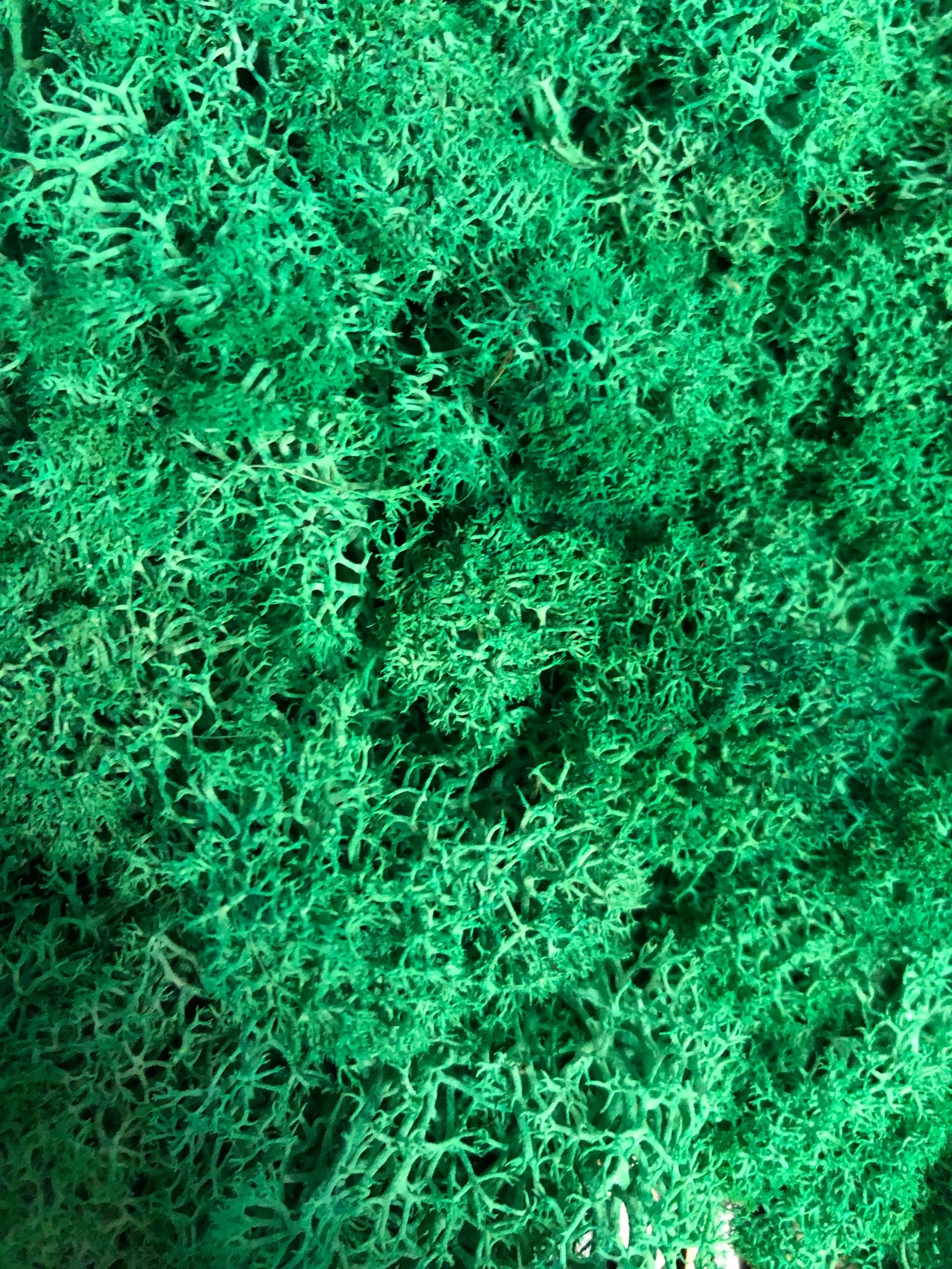 Tree of Life Moss Wall Art – Handmade Nature-Inspired Wall Decor