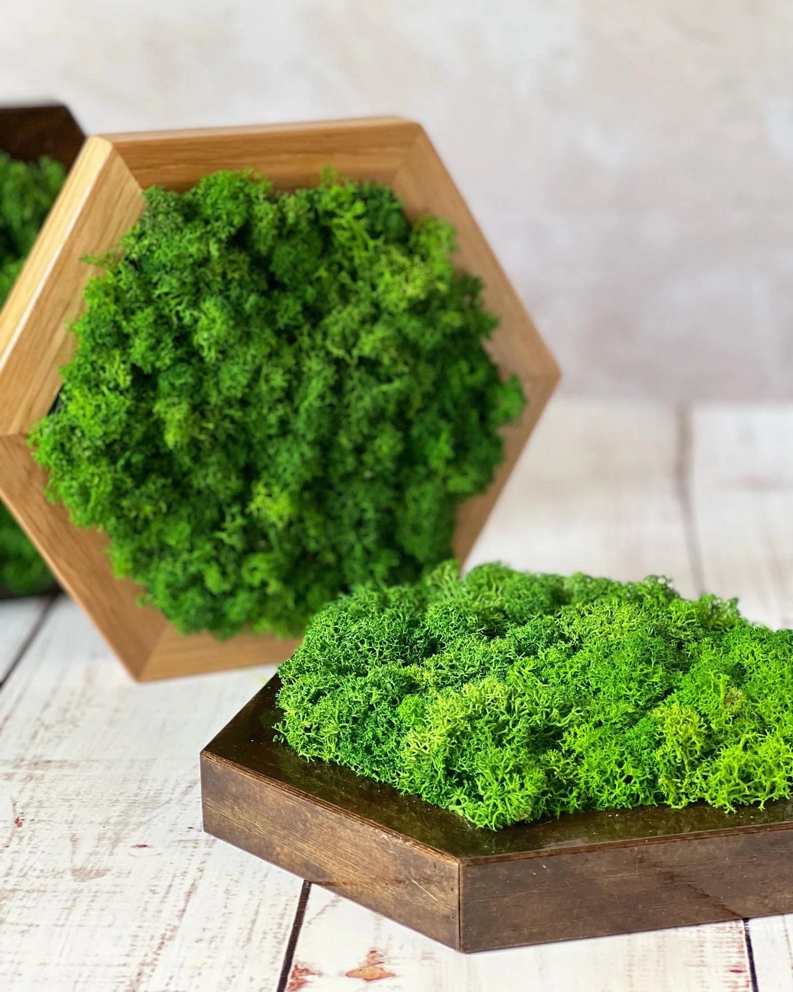 Honeycomb Moss Wall Art – Natural 3D Preserved Moss Decor for Living Room Accent Wall