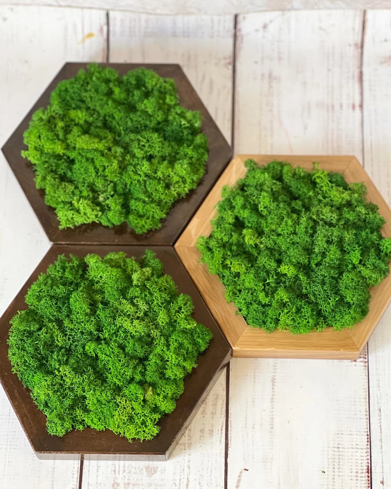 Honeycomb Moss Wall Art – Natural 3D Preserved Moss Decor for Living Room Accent Wall