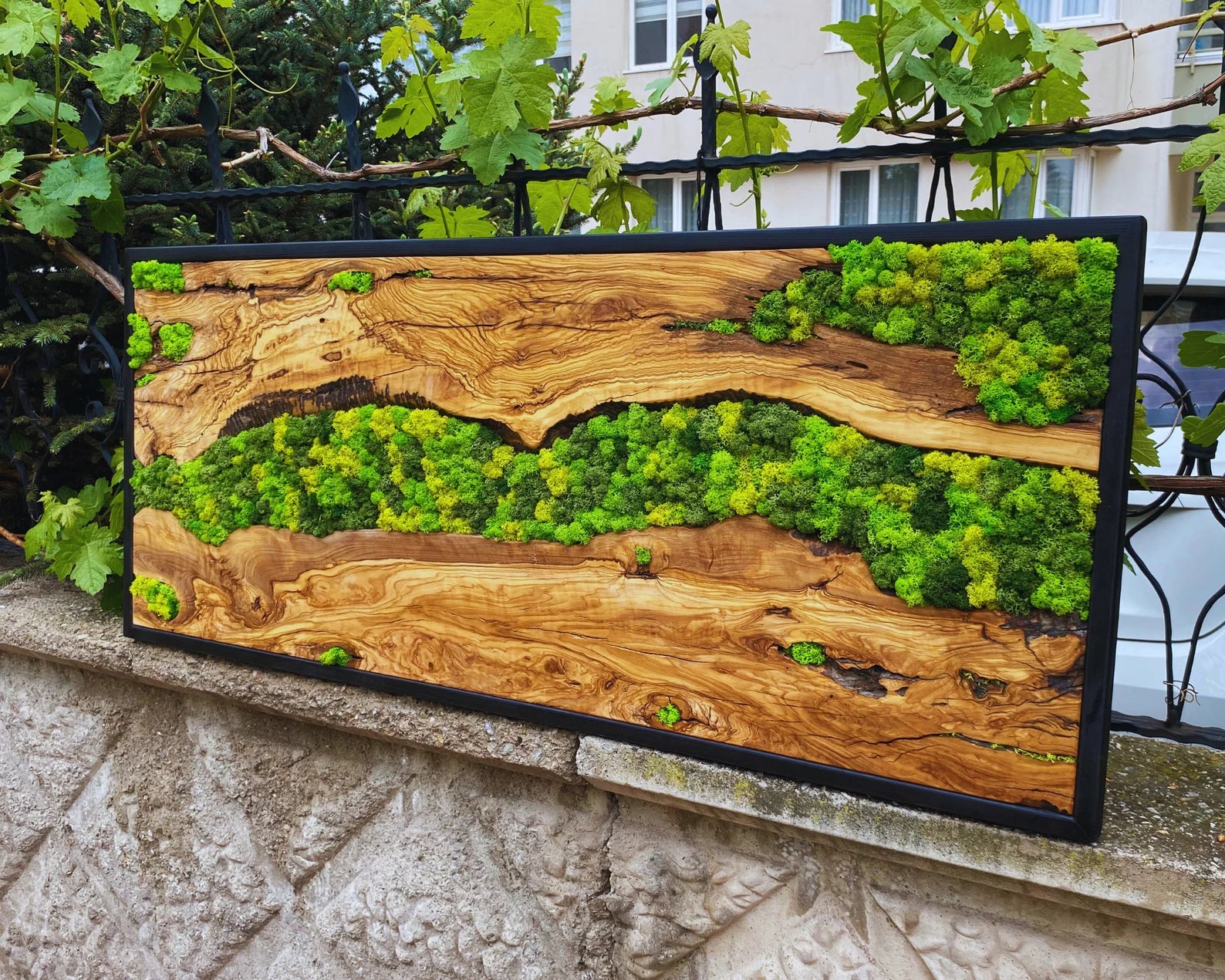 Moss Wall Art – Preserved Moss Hanging with Live Edge Olive Wood Frame for Living Room Decor