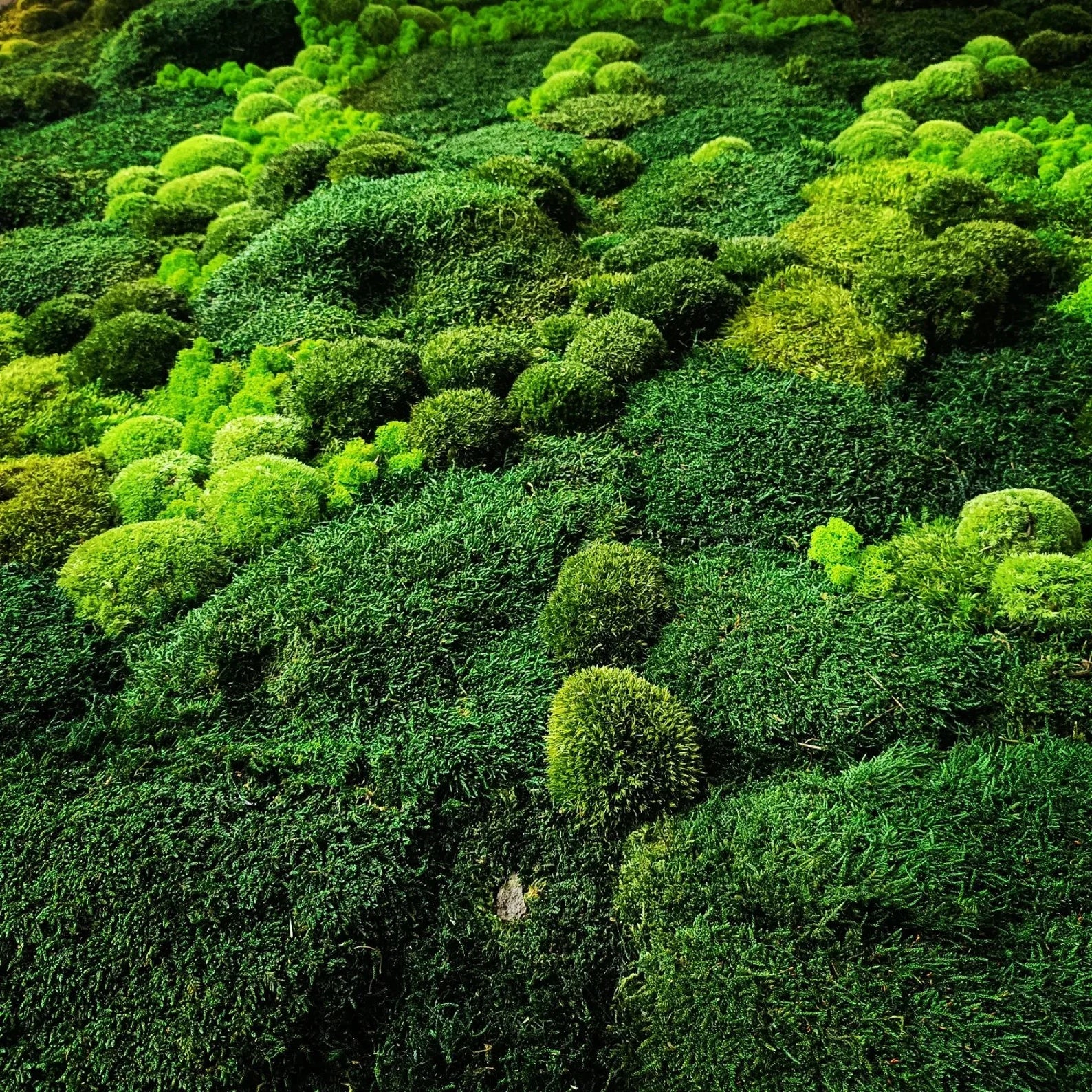 Large Moss Wall Art – 50x100 cm Living Green Wall Decor