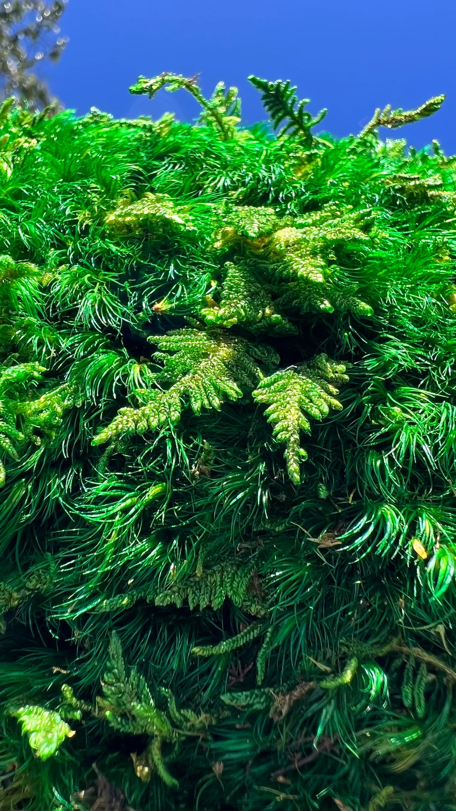 Rainforest Botanical Moss Wall Art – Handcrafted Preserved Moss with Amaranth & Lush Ferns