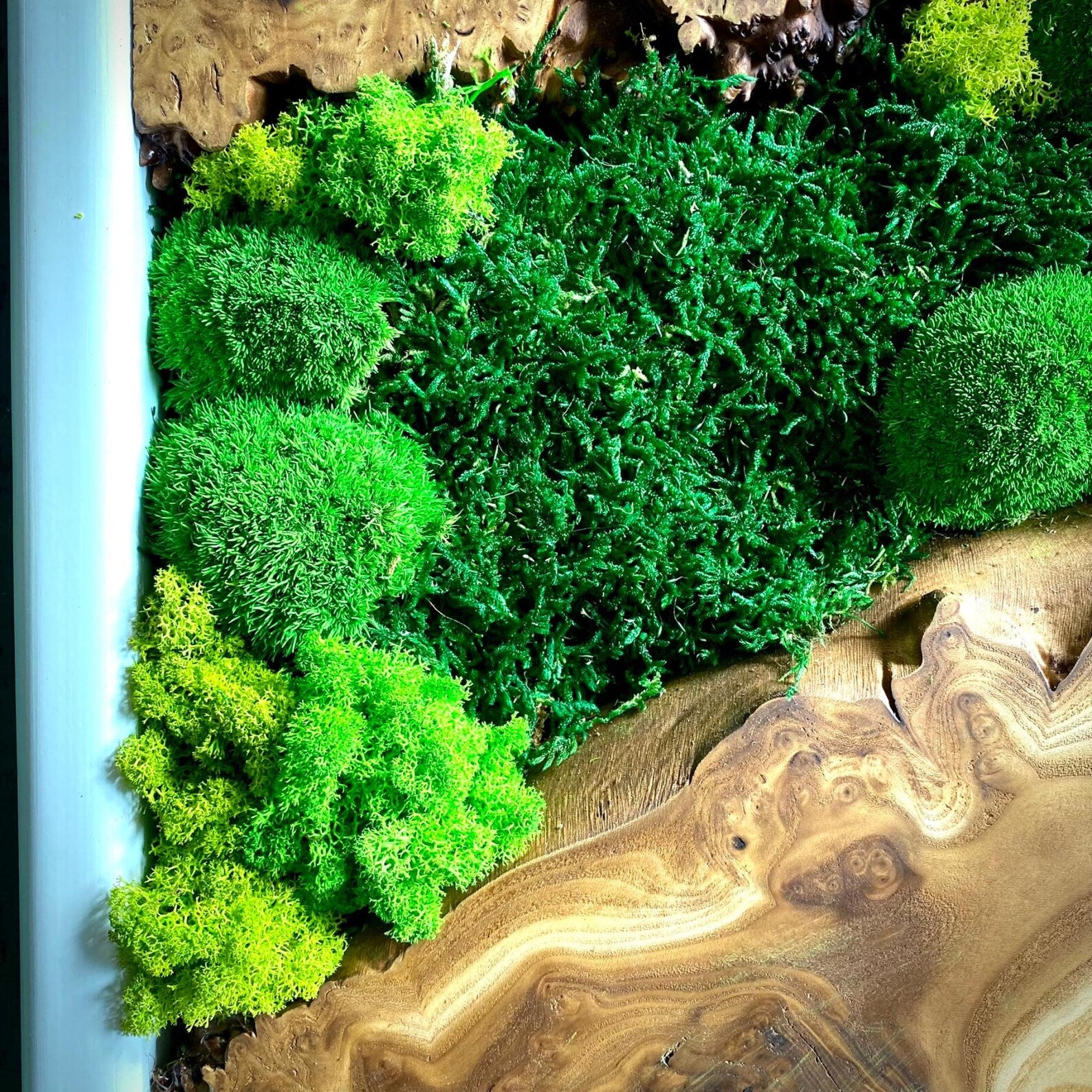 Handcrafted Olive Wood & Preserved Moss Wall Art – Live Edge Rustic Decor