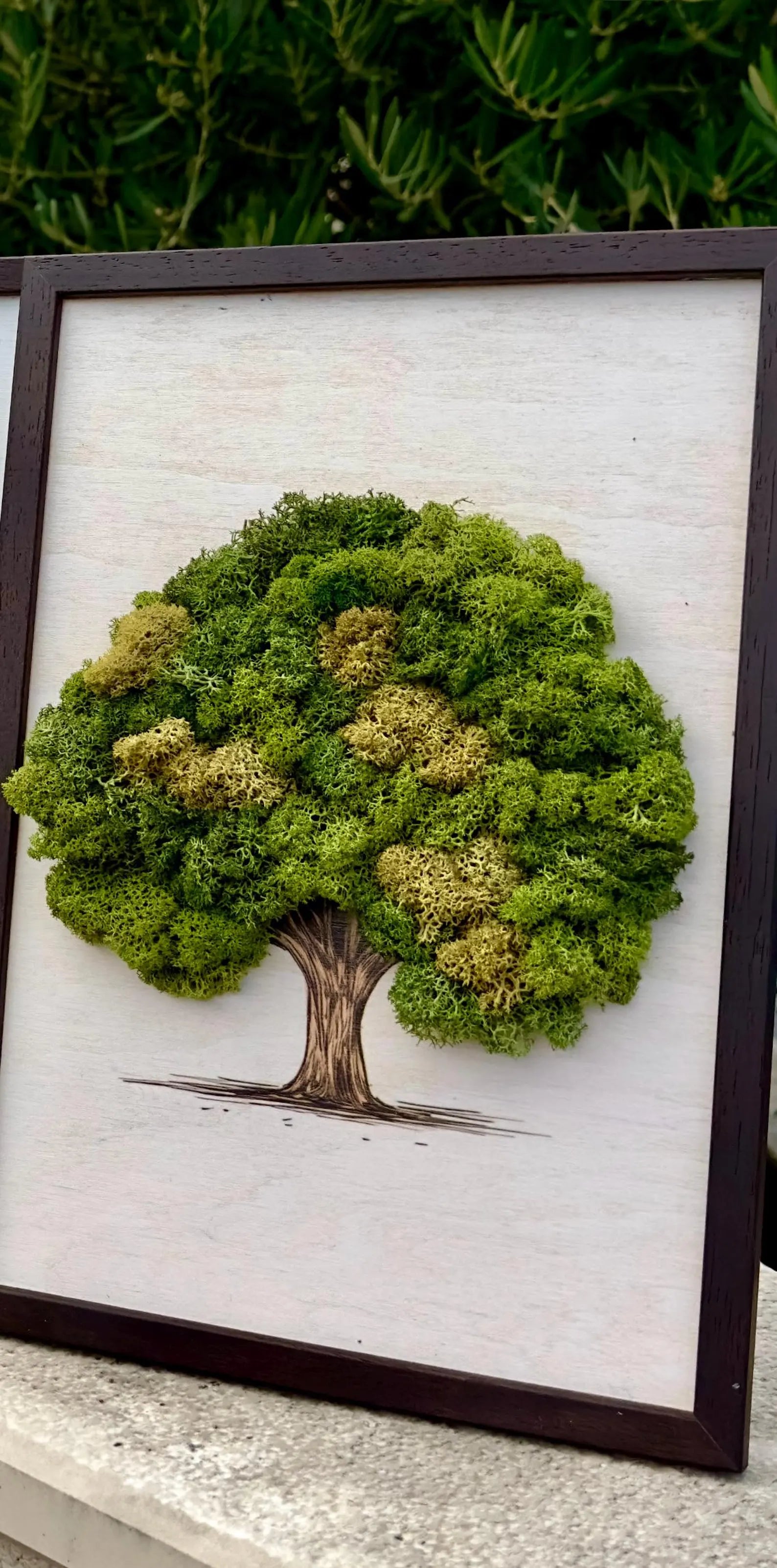 Tree Moss Wall Art – Framed Reindeer Moss Decor | Unique Natural Gift & Home Accent