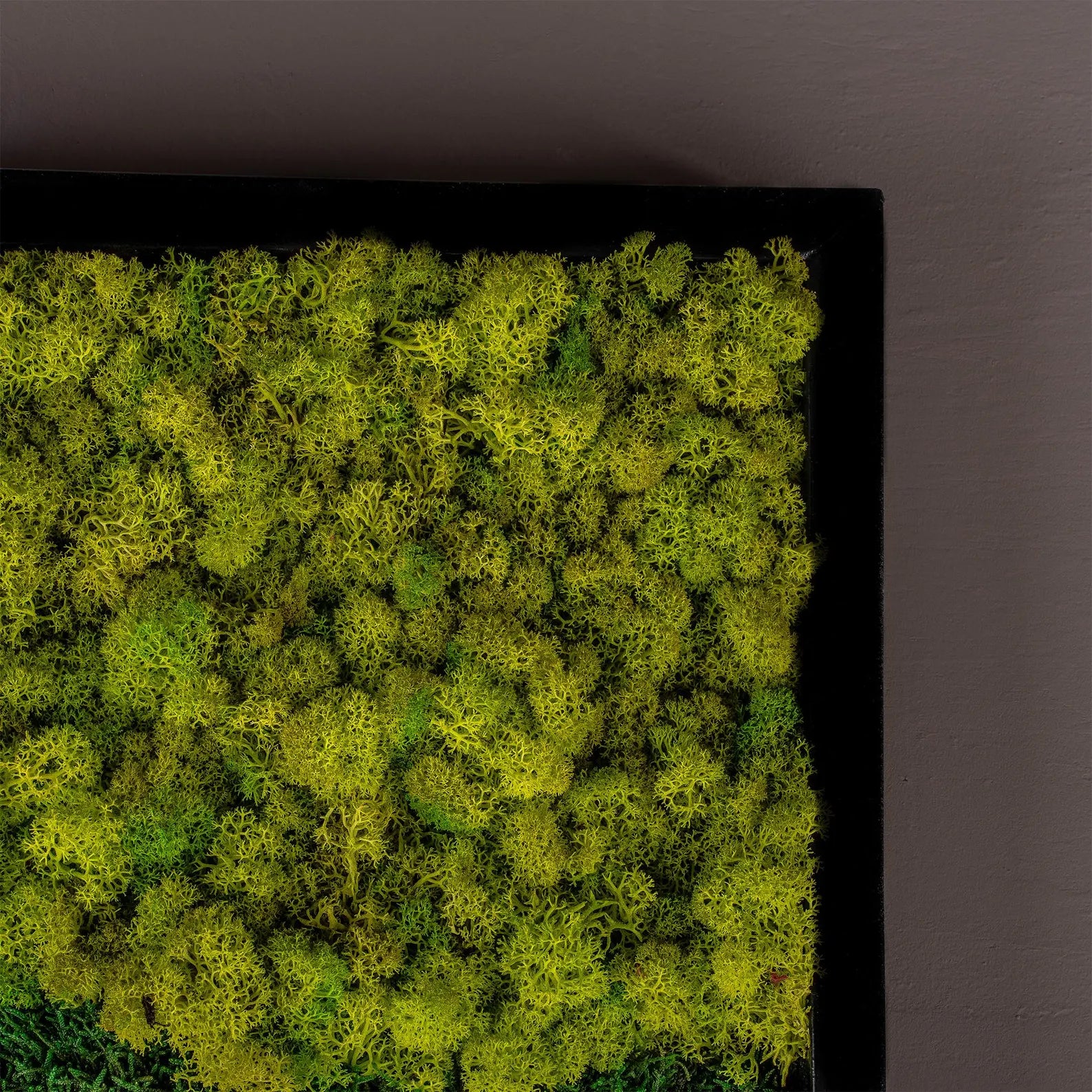 Colorful Moss Wall Art – Preserved Green Botanical Decor | Modern Farmhouse Accent & Mother’s Day Gift