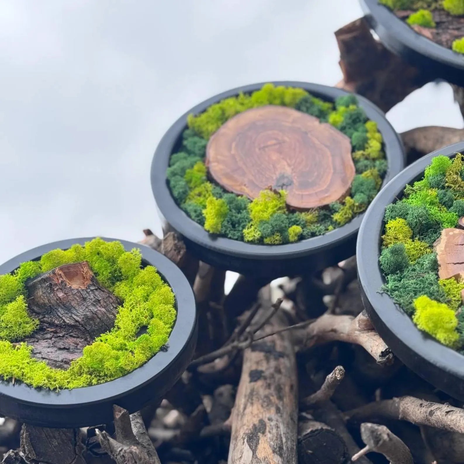 Circle Moss Wall Art: Unique Preserved Moss & Olive Wood Decor