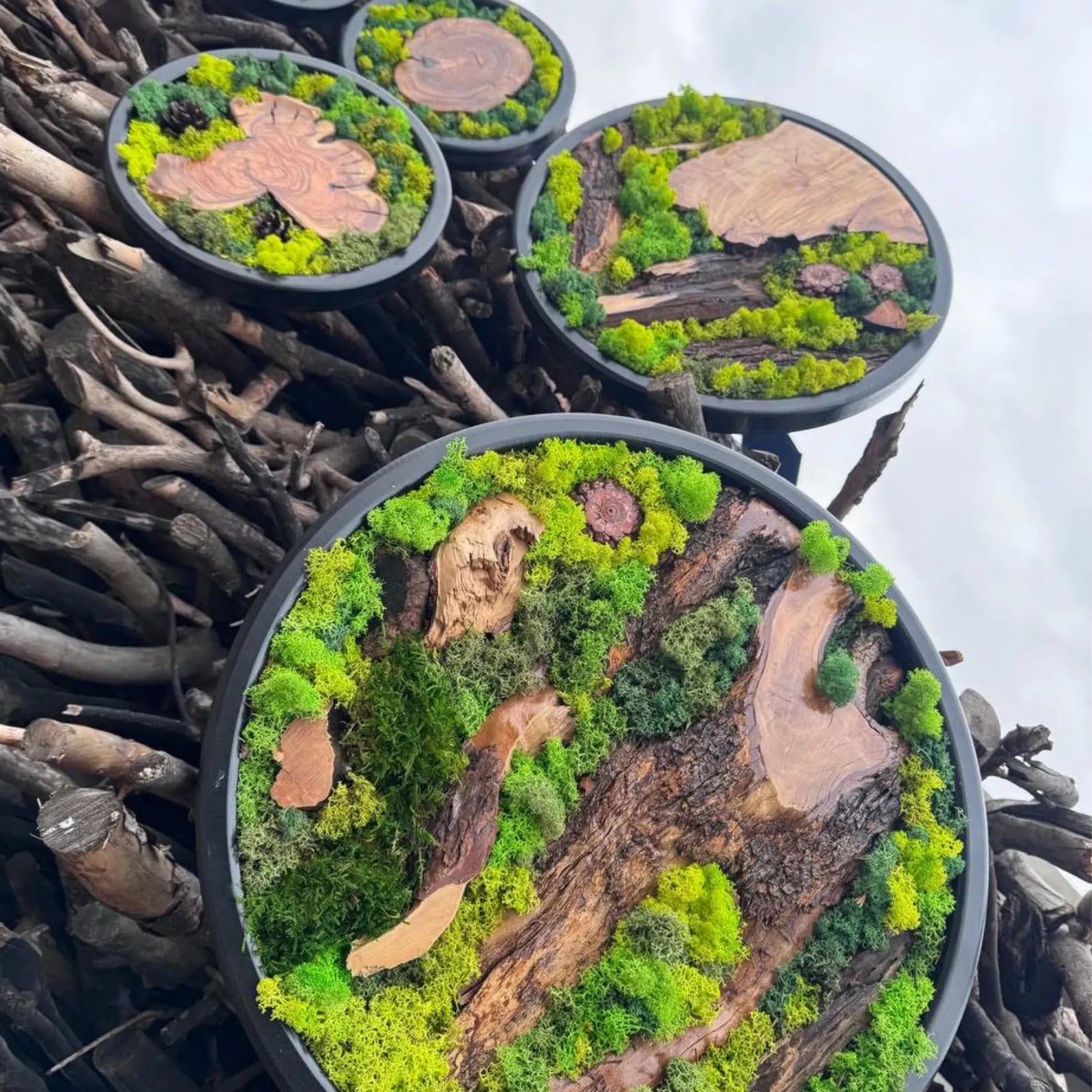 Circle Moss Wall Art: Unique Preserved Moss & Olive Wood Decor