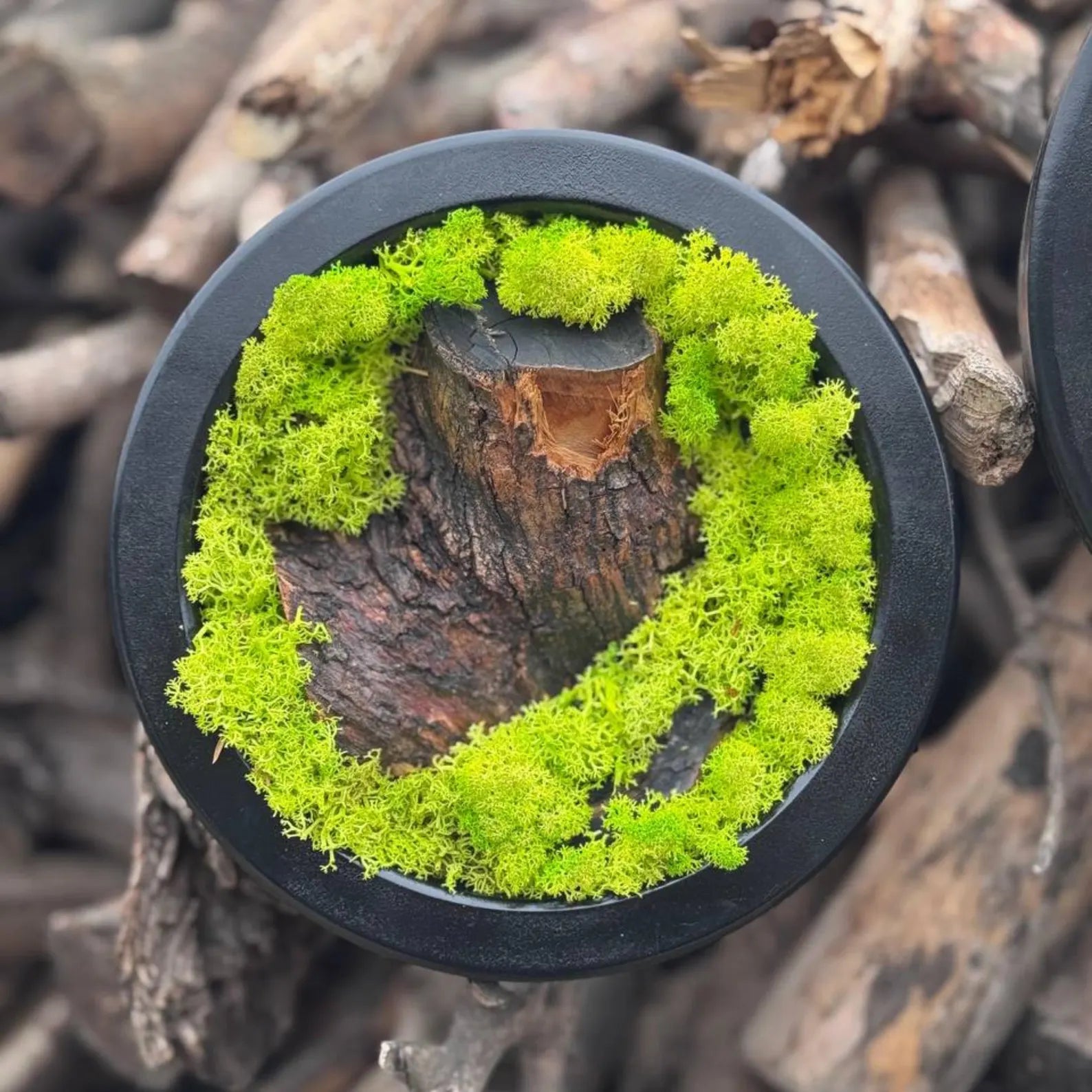 Circle Moss Wall Art: Unique Preserved Moss & Olive Wood Decor