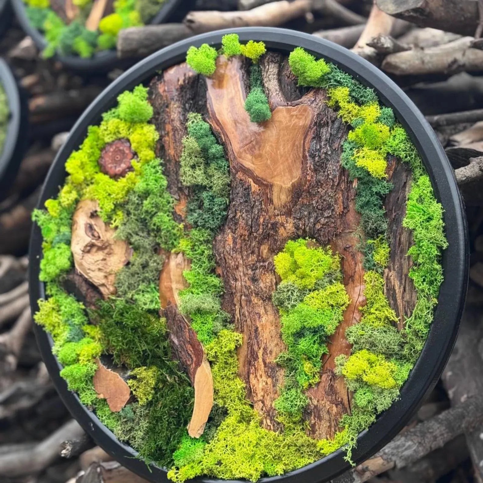 Circle Moss Wall Art: Unique Preserved Moss & Olive Wood Decor