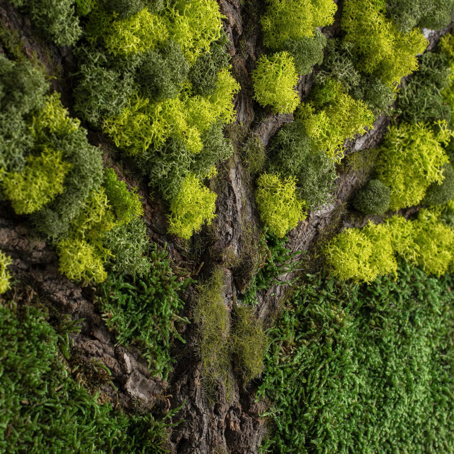 Tree Bark Moss Wall Art – Preserved Stabilized Moss Decor, Rustic Farmhouse Wood Wall Art, Living Room Greenery Decoration