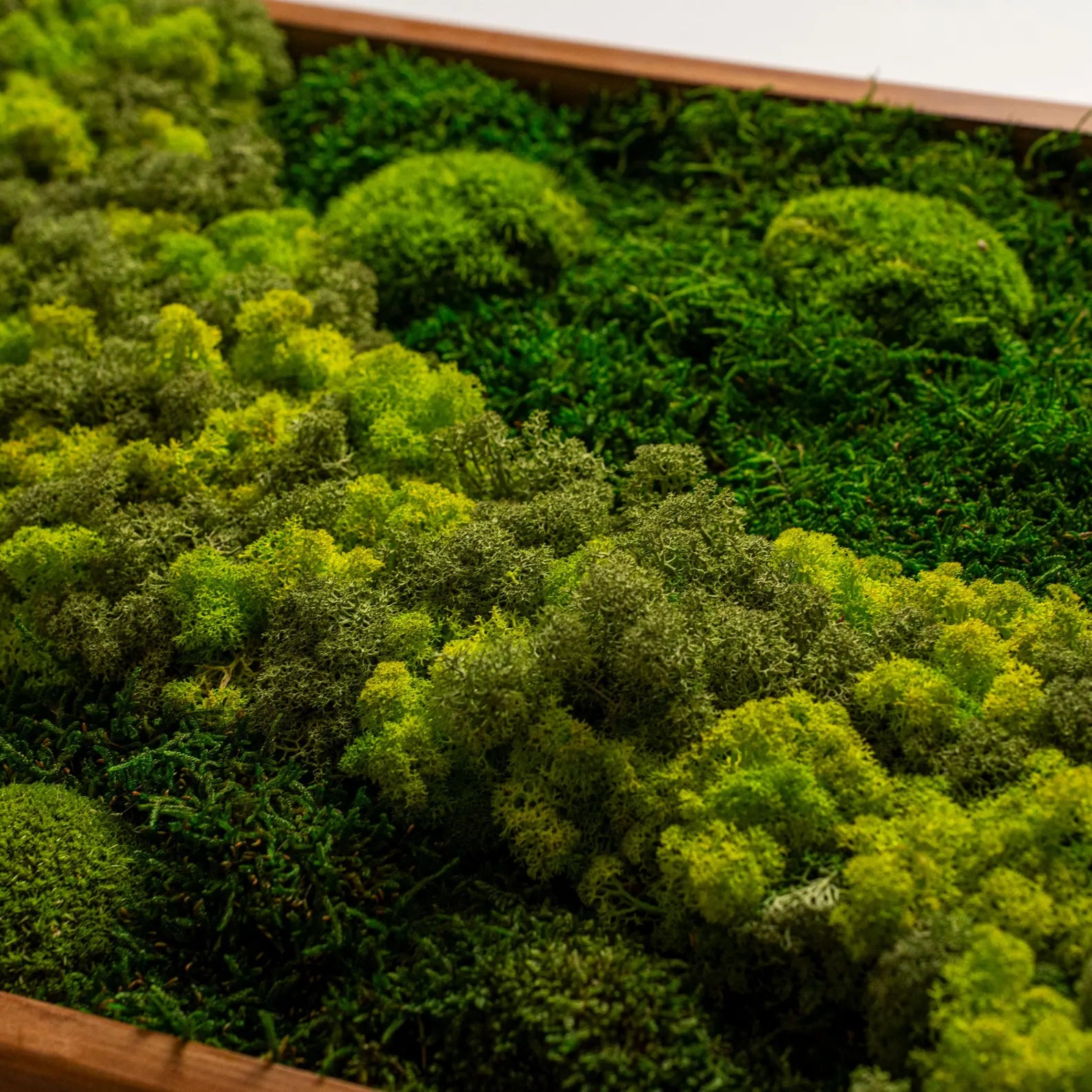 Large Moss Wall Art – Handmade Preserved Green Wall Decor with Wooden Frame