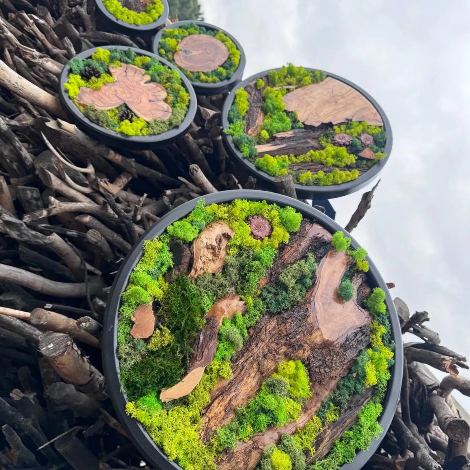 Circle Moss Wall Art: Unique Preserved Moss & Olive Wood Decor