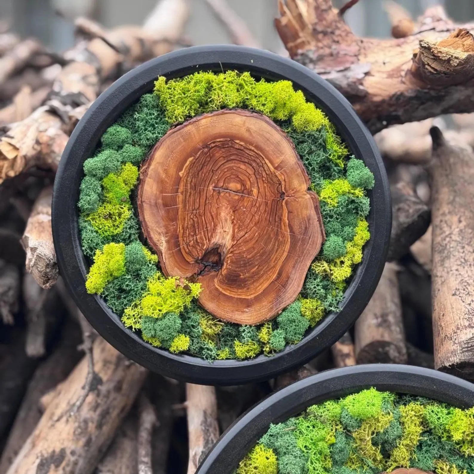 Circle Moss Wall Art: Unique Preserved Moss & Olive Wood Decor