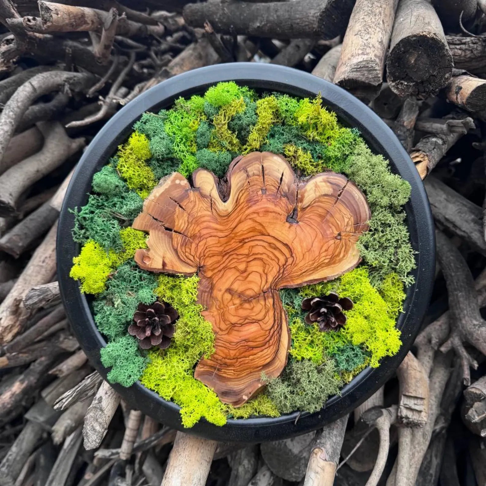Circle Moss Wall Art: Unique Preserved Moss & Olive Wood Decor