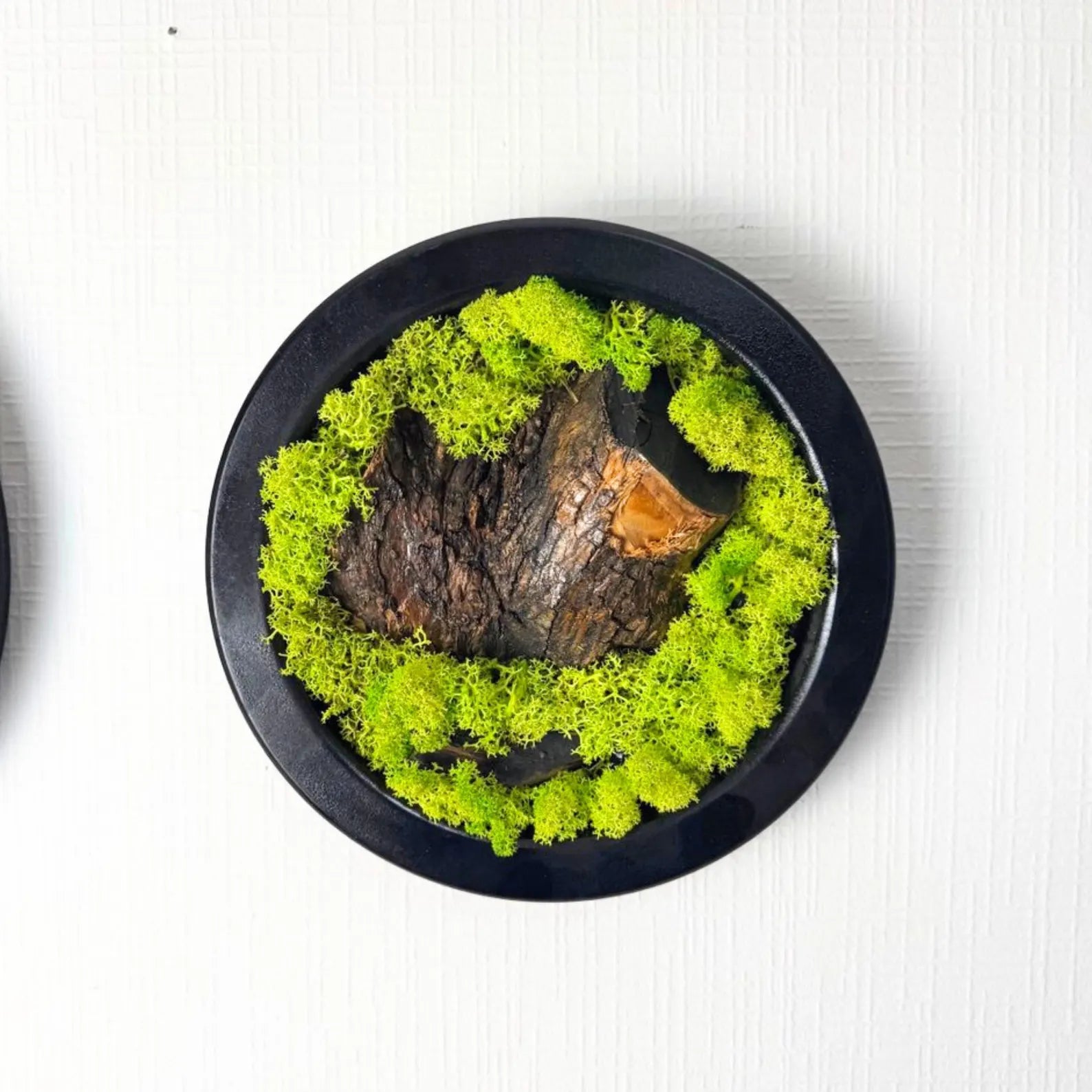 Moss and Wood Wall Art – Round Olive Wood Frame Set of 5 | Green Nature-Inspired Decor