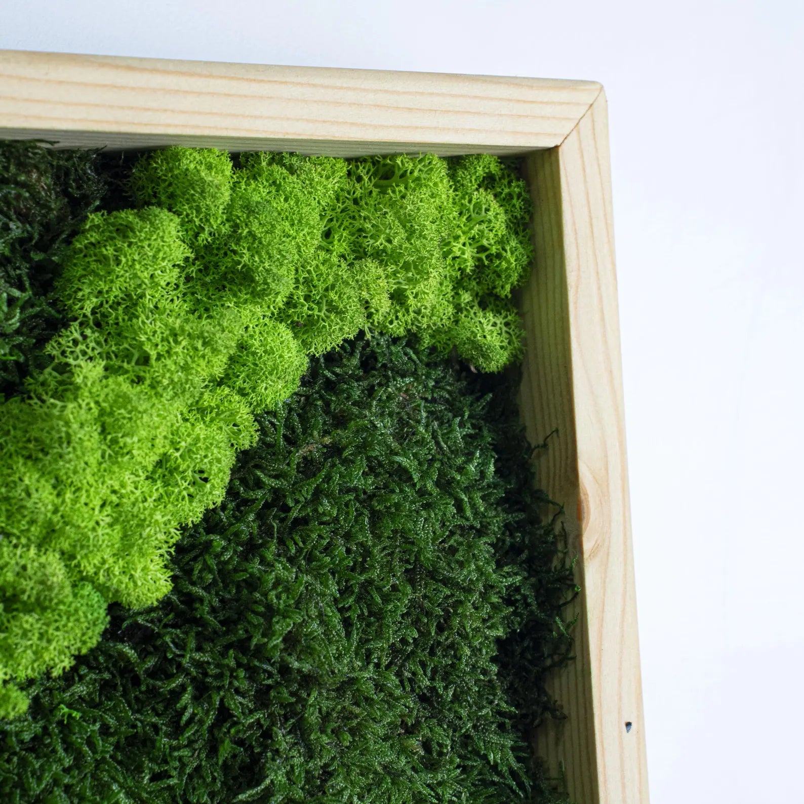 Tree-Inspired Moss Wall Art – Olive Wood Home Decoration