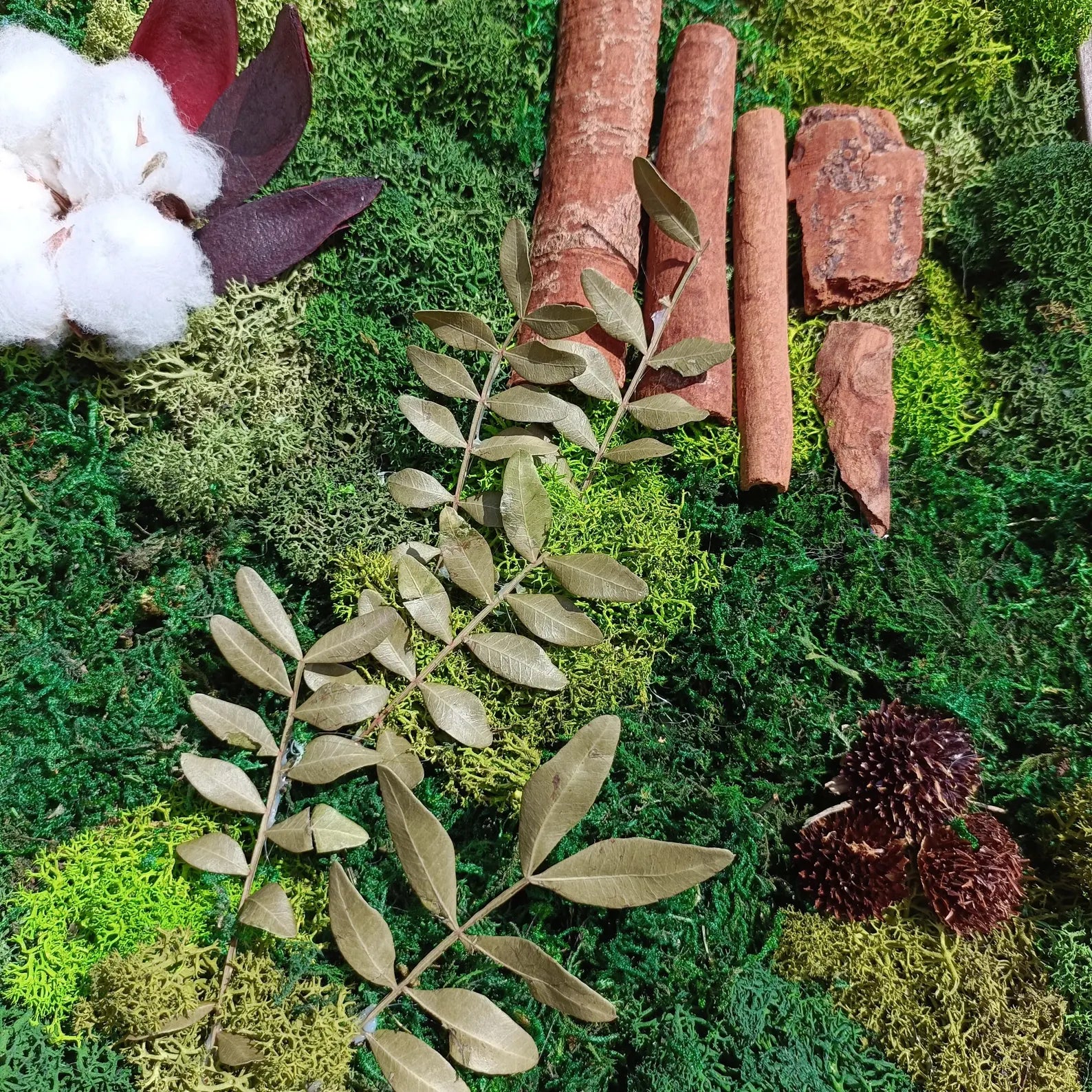 Preserved Moss Wall Art – Cotton Flowers, Cinnamon & Bark Natural Decor