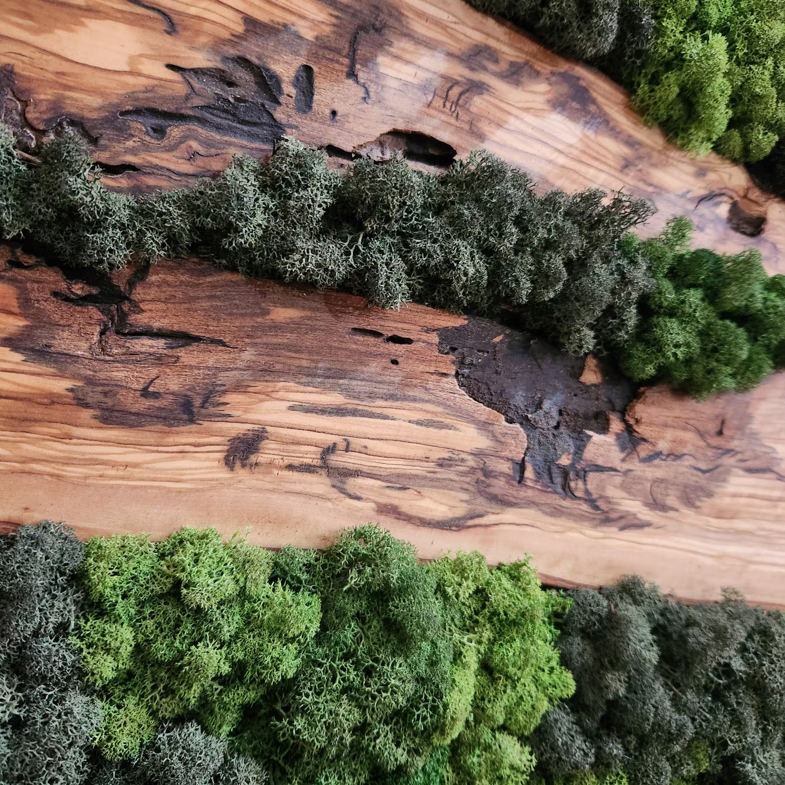 Moss & Wood Wall Art – Olive Wood and Preserved Moss Wall Decor, Rustic Greenery Wall Accent for Home, Office, or Hotel Lobby