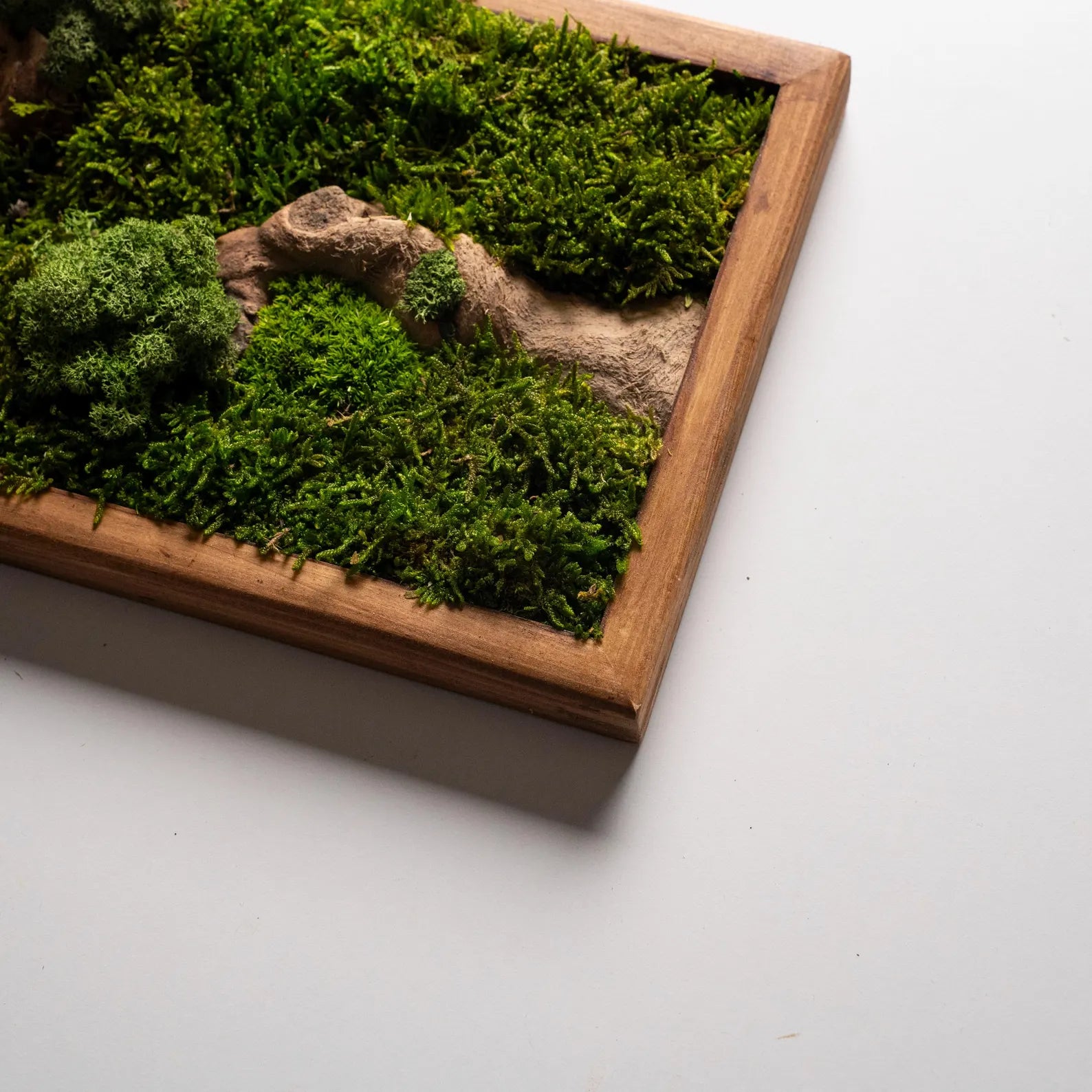 Bonsai Wood and Moss Wall Décor – Preserved Moss Botanical Art, Unique Wall Hanging & Home Gift