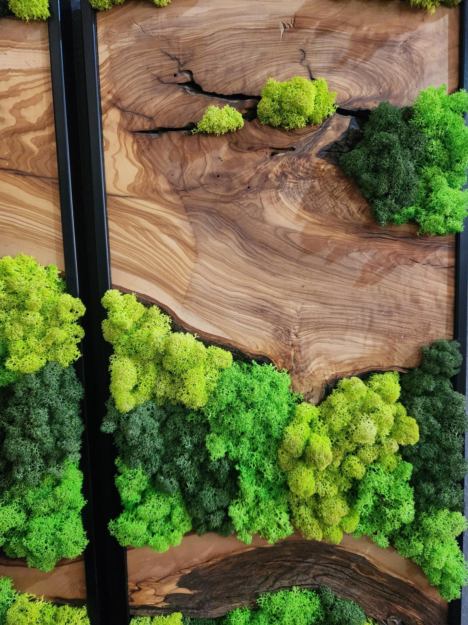 Olive Wood & Preserved Moss Wall Art – Unique Botanical Nature-Inspired Decor