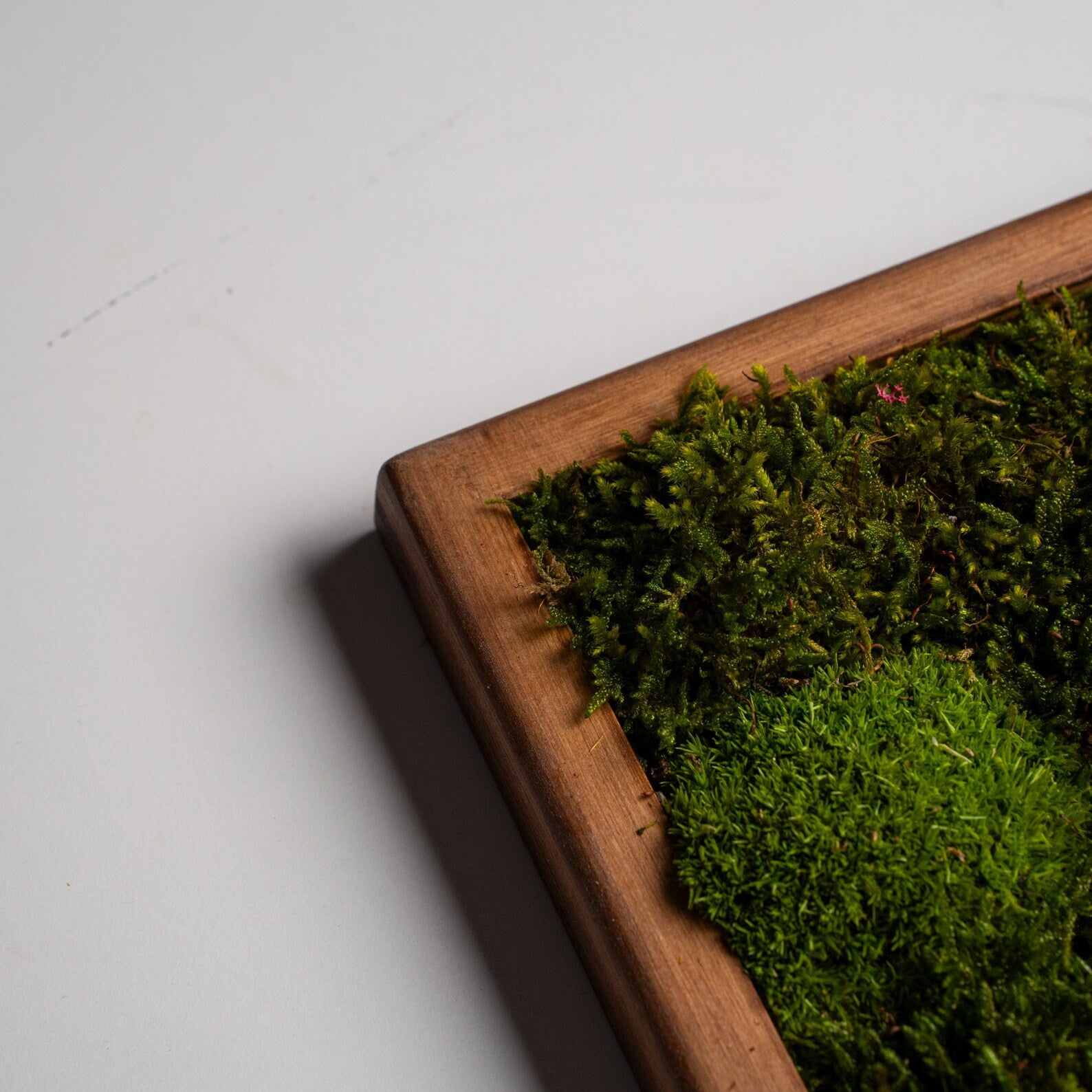 Colorful Moss & Bonsai Wood Wall Art – Preserved Moss Home Decor Gift