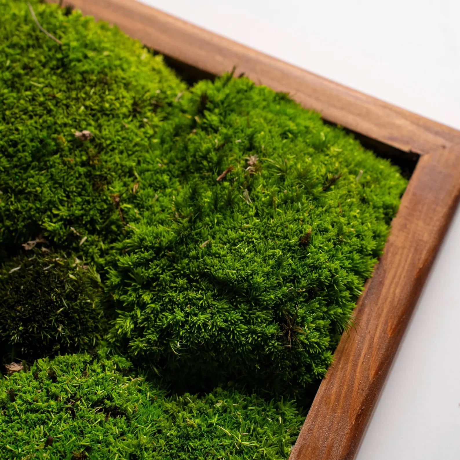 Preserved Moss Wall Art – Natural Wood Greenery Wall Decor, Rustic Home Artwork