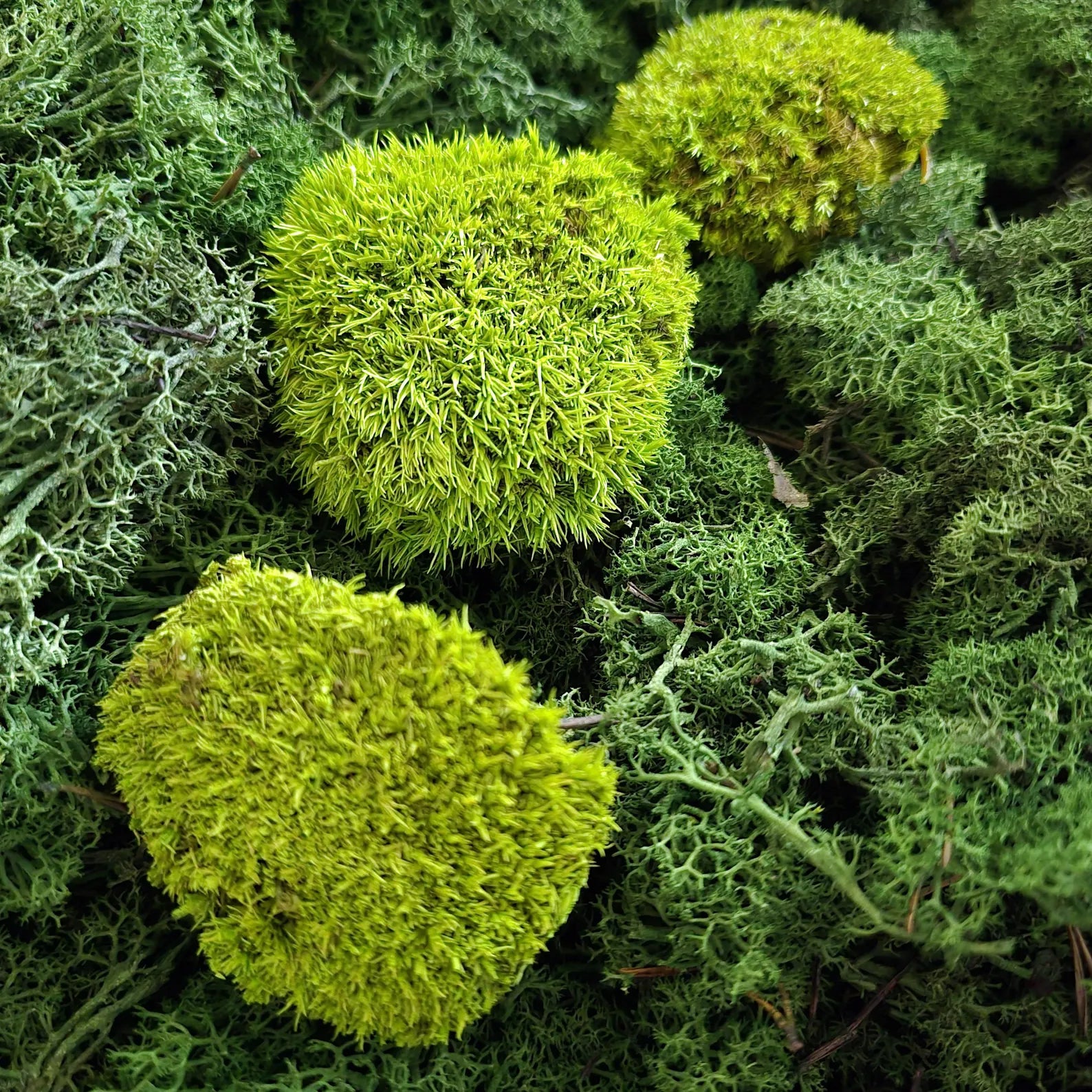 Natural Moss Wall Art – Preserved Reindeer Moss Frame | Green Plant Decor & Vertical Garden Panel