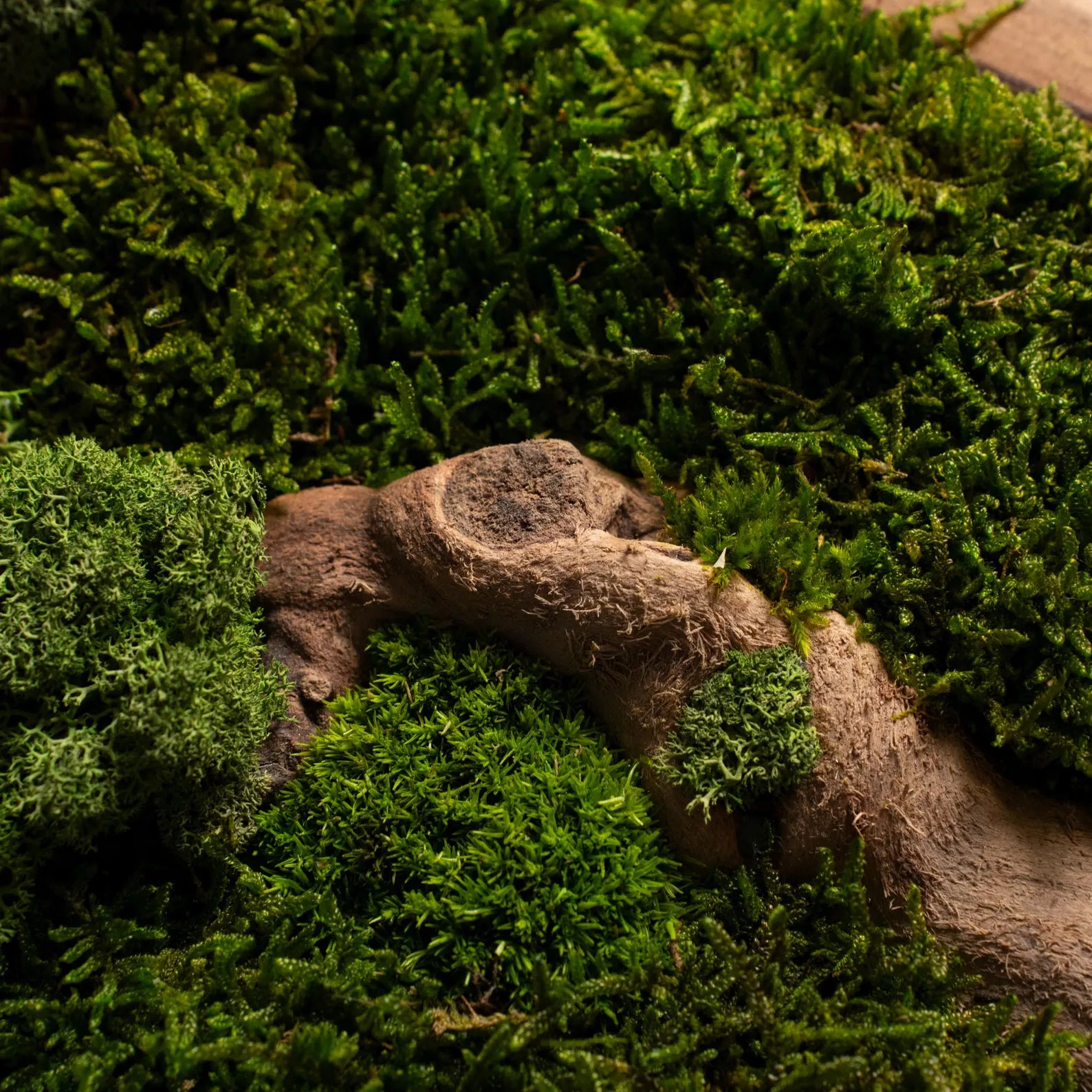 Bonsai Wood and Moss Wall Décor – Preserved Moss Botanical Art, Unique Wall Hanging & Home Gift