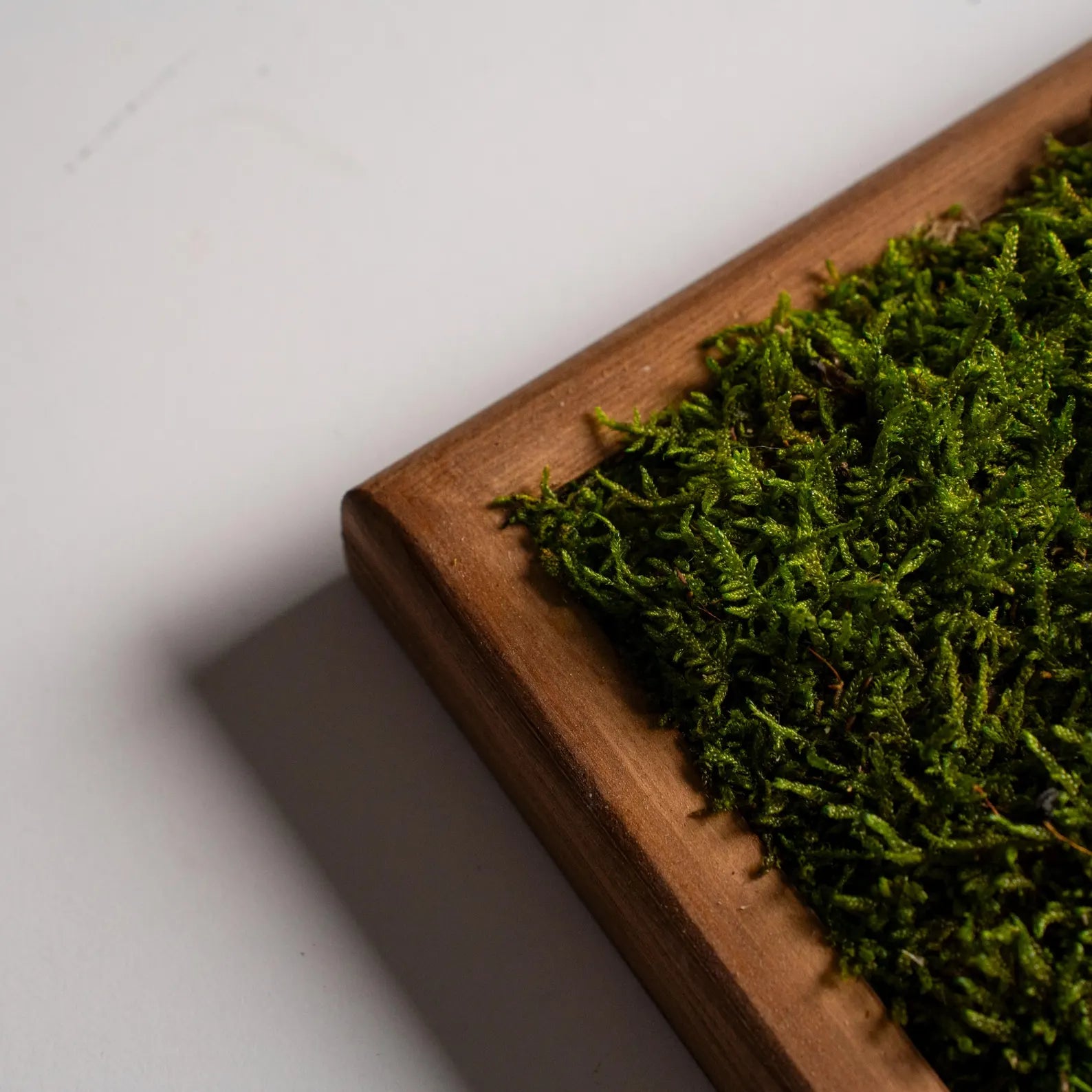 Bonsai Wood and Moss Wall Décor – Preserved Moss Botanical Art, Unique Wall Hanging & Home Gift