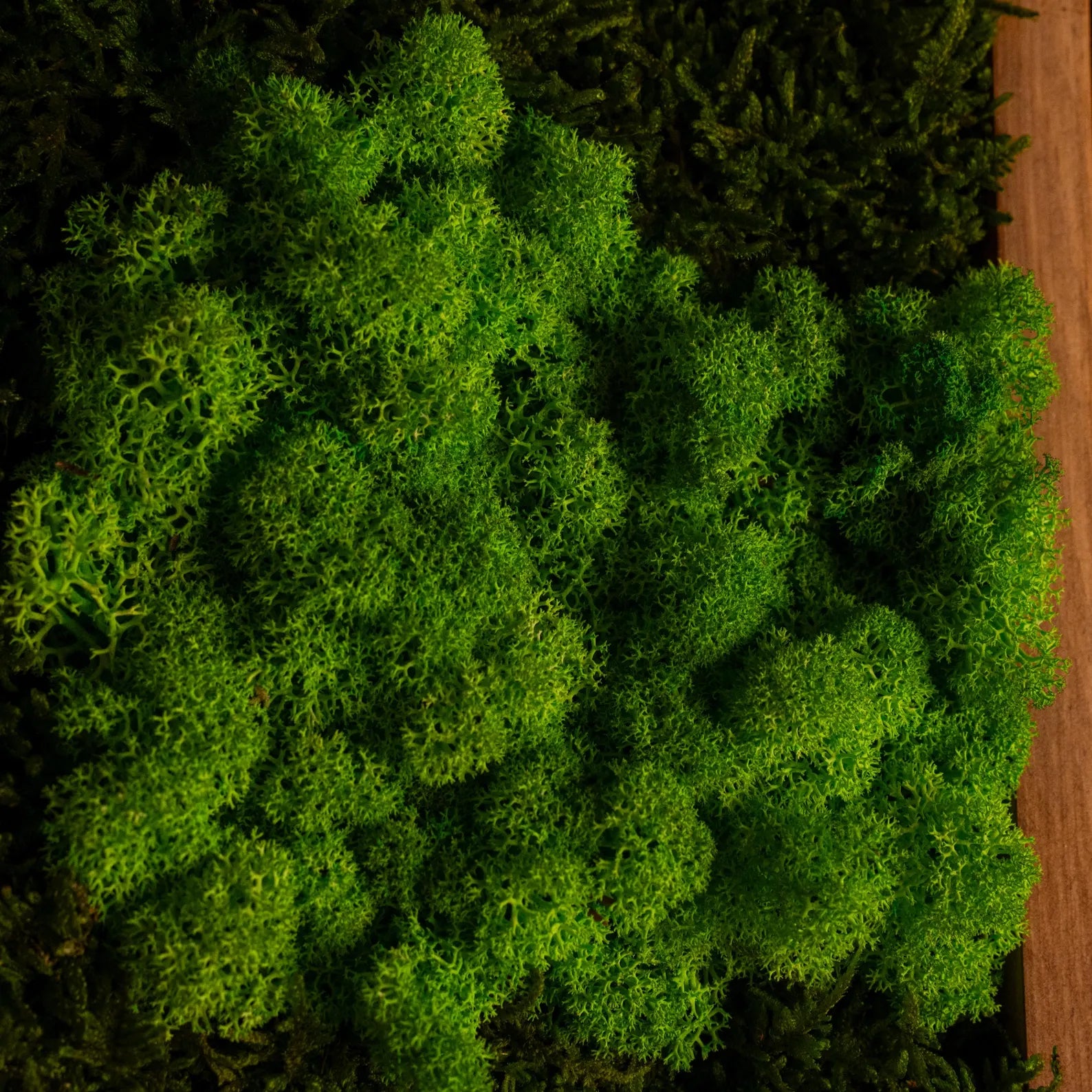 Olive Wood and Moss Wall Art – Rectangular Frame Panel for Farmhouse Décor, Entryway & Unique Gifts