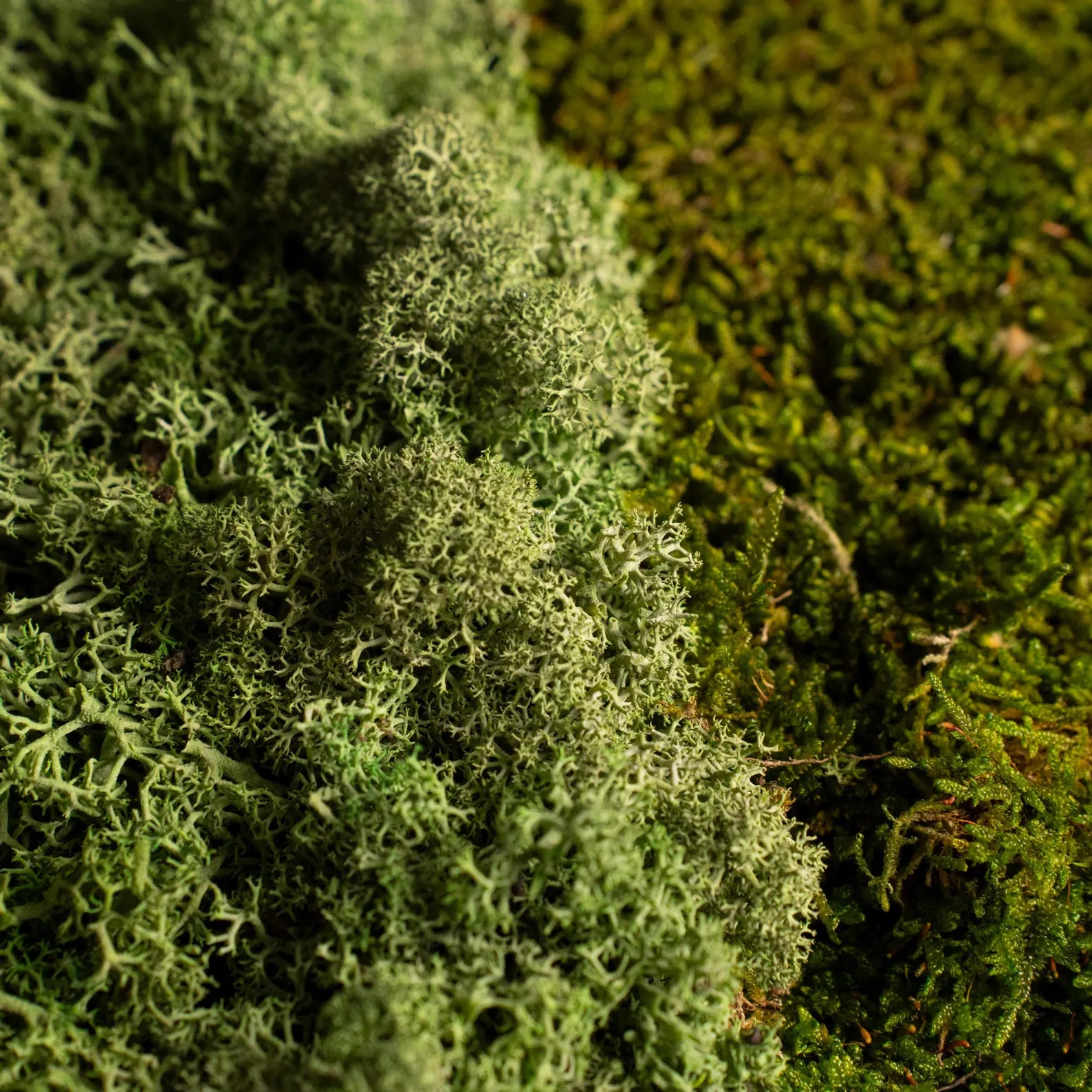 Preserved Moss Wall Art – Natural Wood Greenery Wall Decor, Rustic Home Artwork