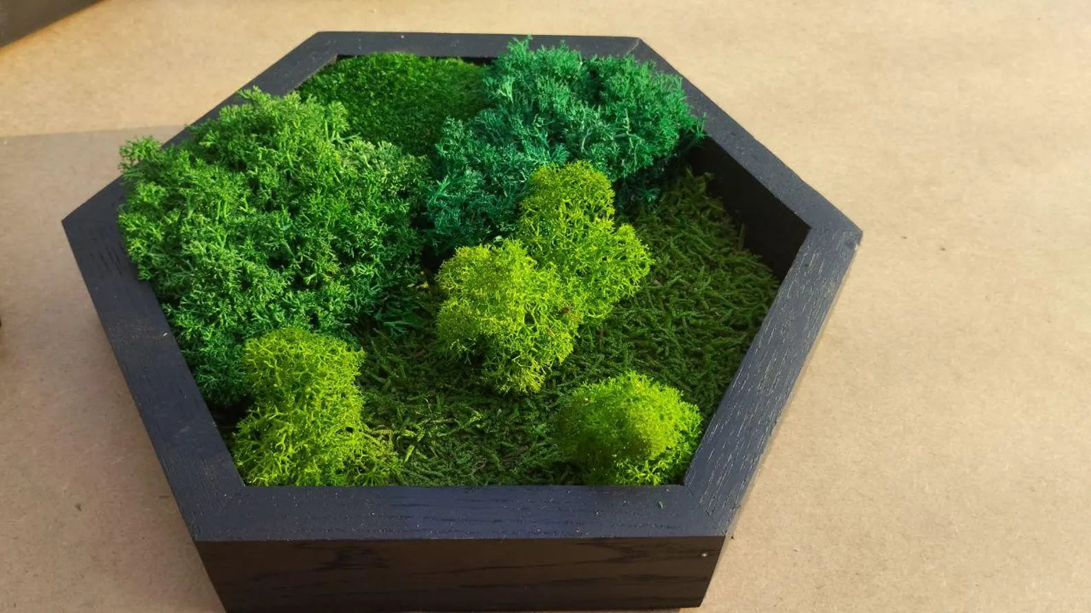 10 Pcs Hexagon Moss Wall Art – White Oak Wood Frames | Green Wall Decor & Gift Idea
