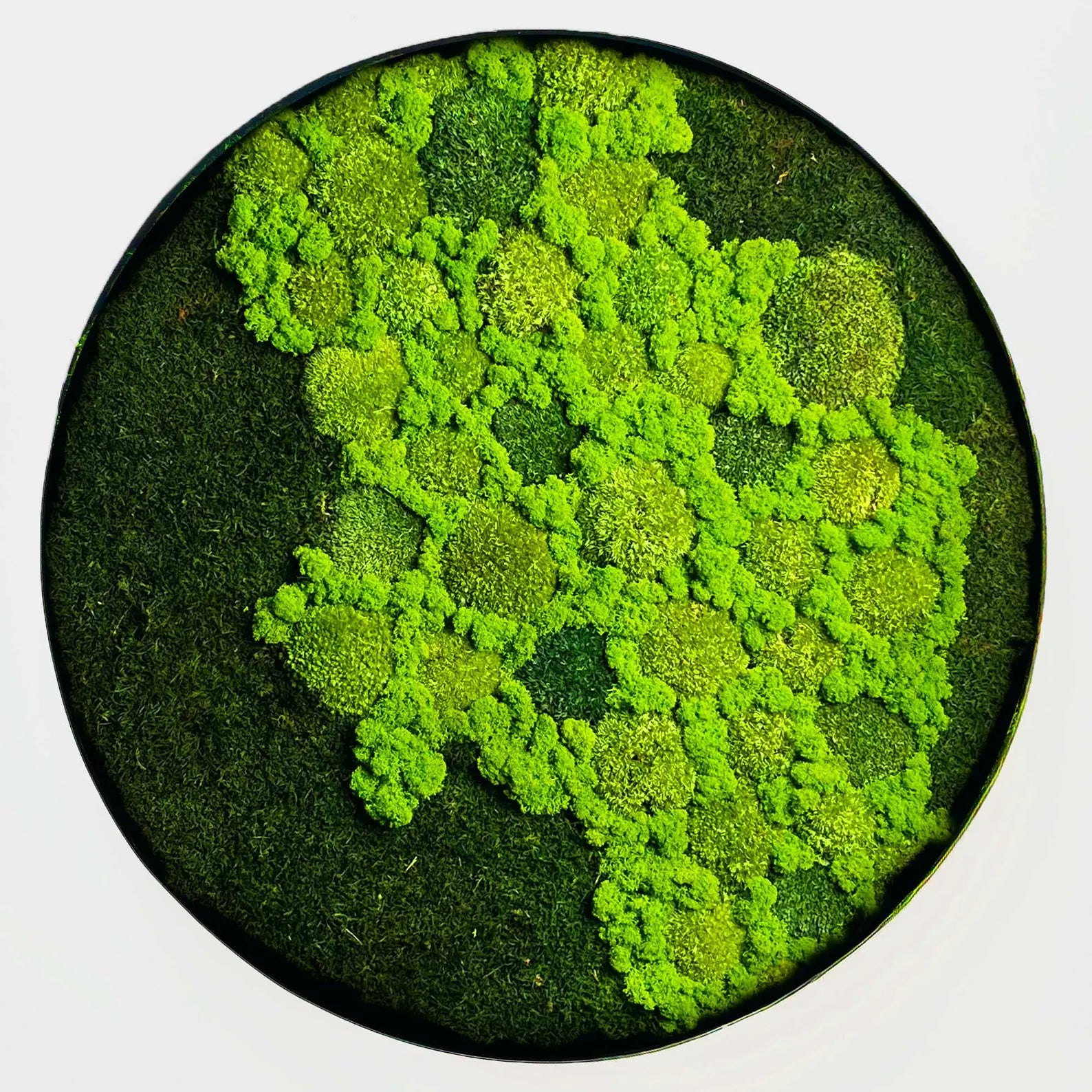 Round Preserved Moss Wall Art – Indoor Vertical Garden with Natural Cork Bark | Botanical Decor for Home & Office