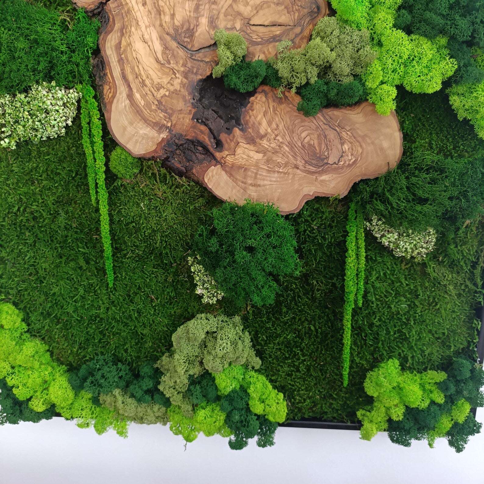 Moss and Wood Wall Art – Rustic Greenery Decor for Home & Office, Custom Olive Wood Moss Art