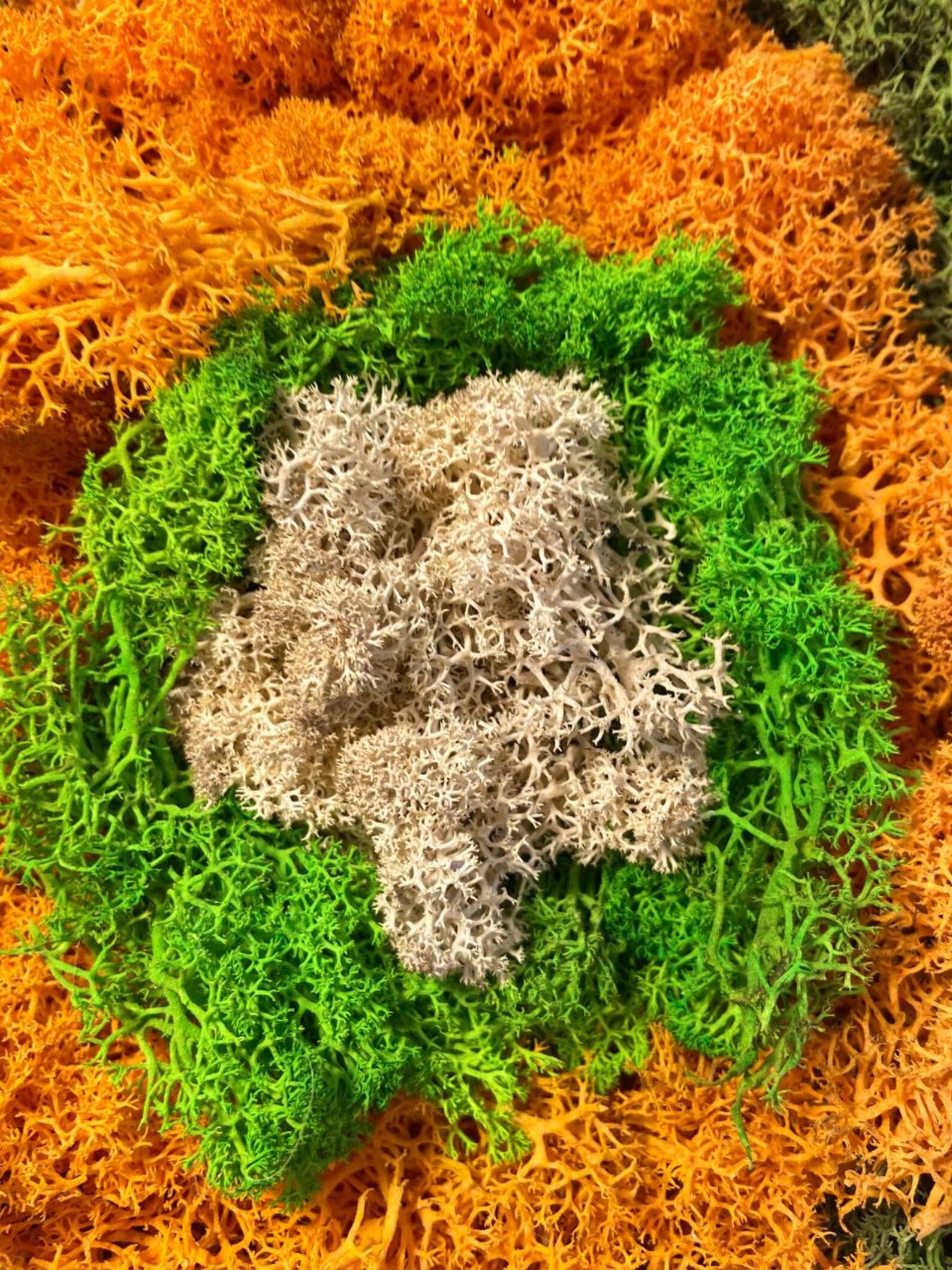 Natural Moss Wall Art Set – Framed Wooden Hexagon Handmade Decor