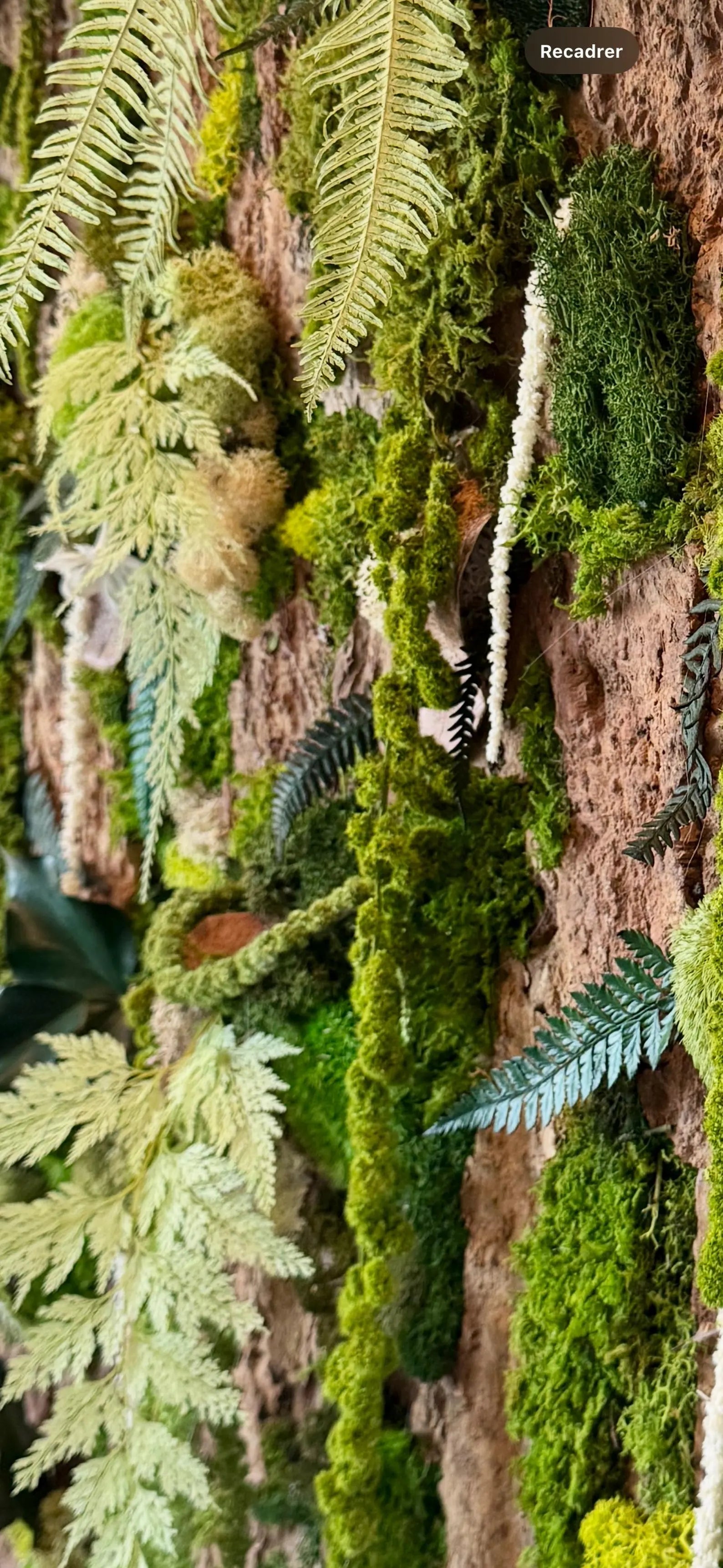 Handmade Stabilized Plant Frame on Cork Bark – Unique Rainforest Wall Art