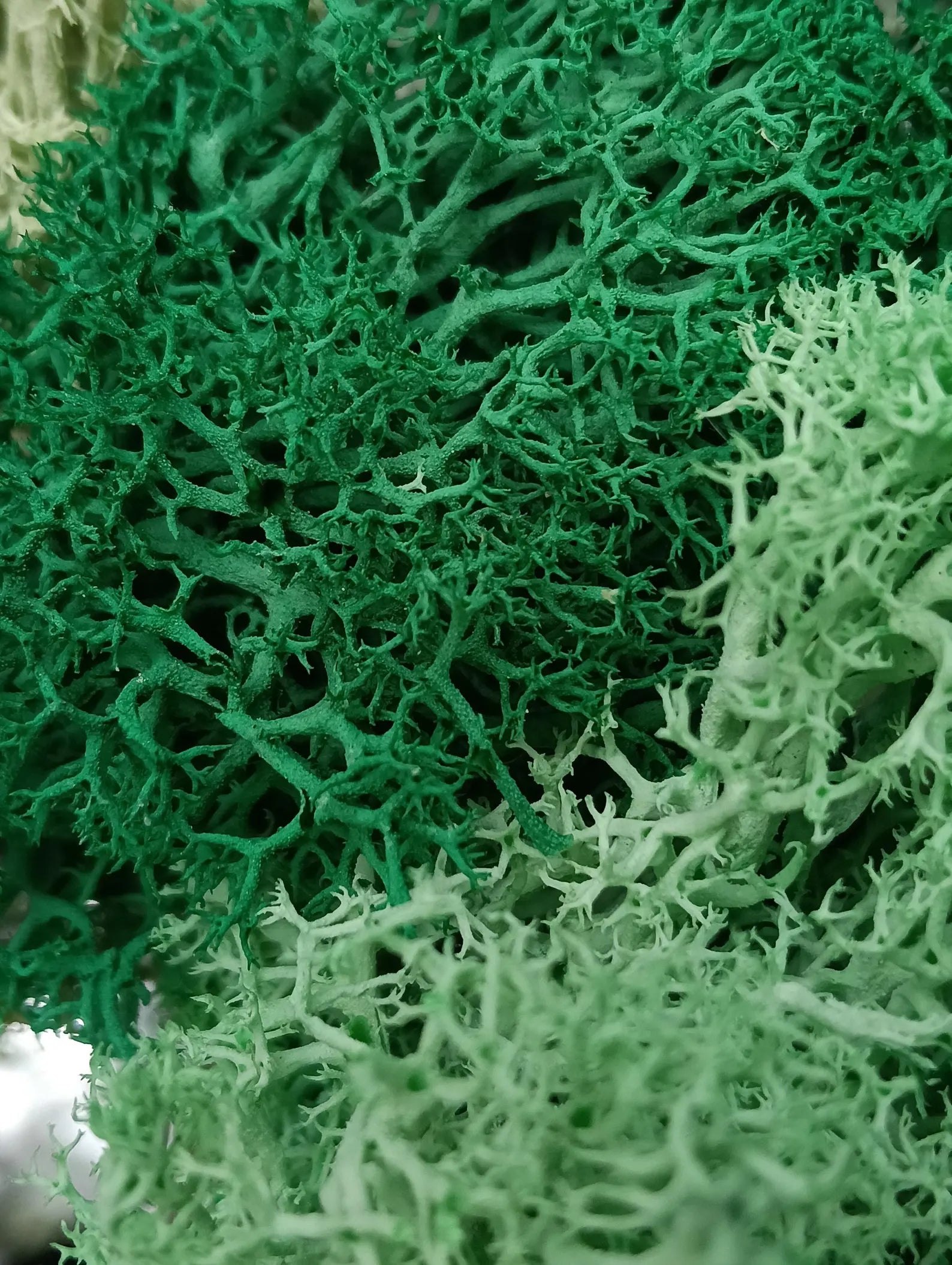 Tree of Life Wall Art with Moss – Handmade Wooden Home Accent