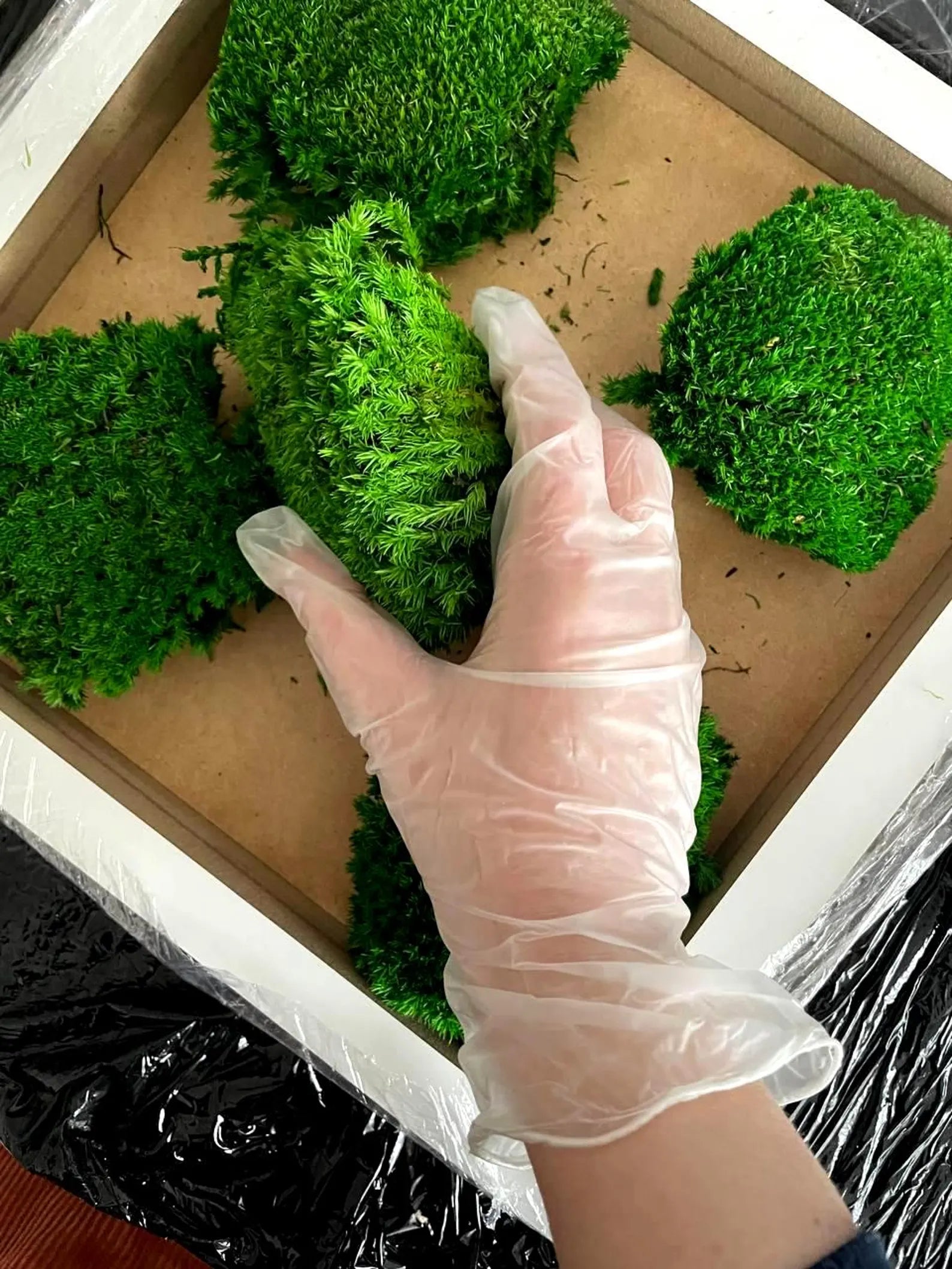 Preserved Moss Wall Art – Natural Moss Décor for Home & Office