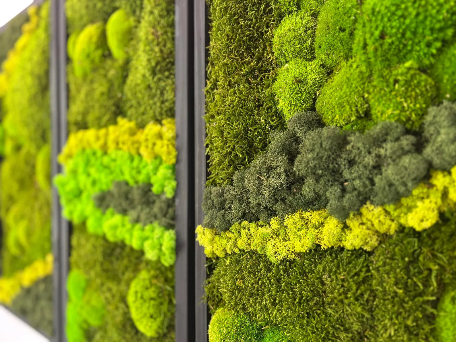 Natural Moss Wall Hanging – Large Real Moss Art for Home, Office & Entryway, No-Maintenance Green Décor