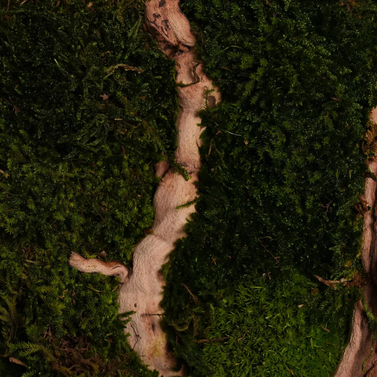 Bonsai Wood and Moss Wall Art – Vertical Green Decor, Botanical Wall Hanging for Bedroom, Birthday Gift