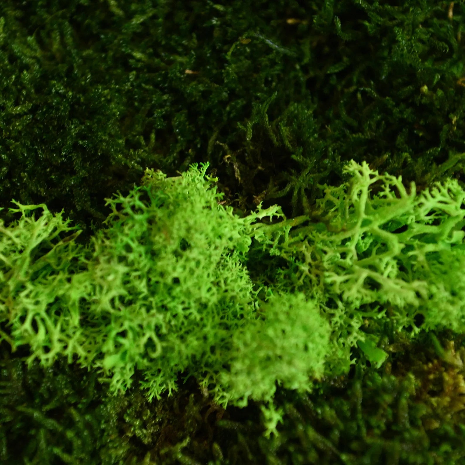 Moss and Olive Wood Wall Art – 3 Panel Green Vertical Decor, Botanical Farmhouse Wall Hanging, Birthday Gift