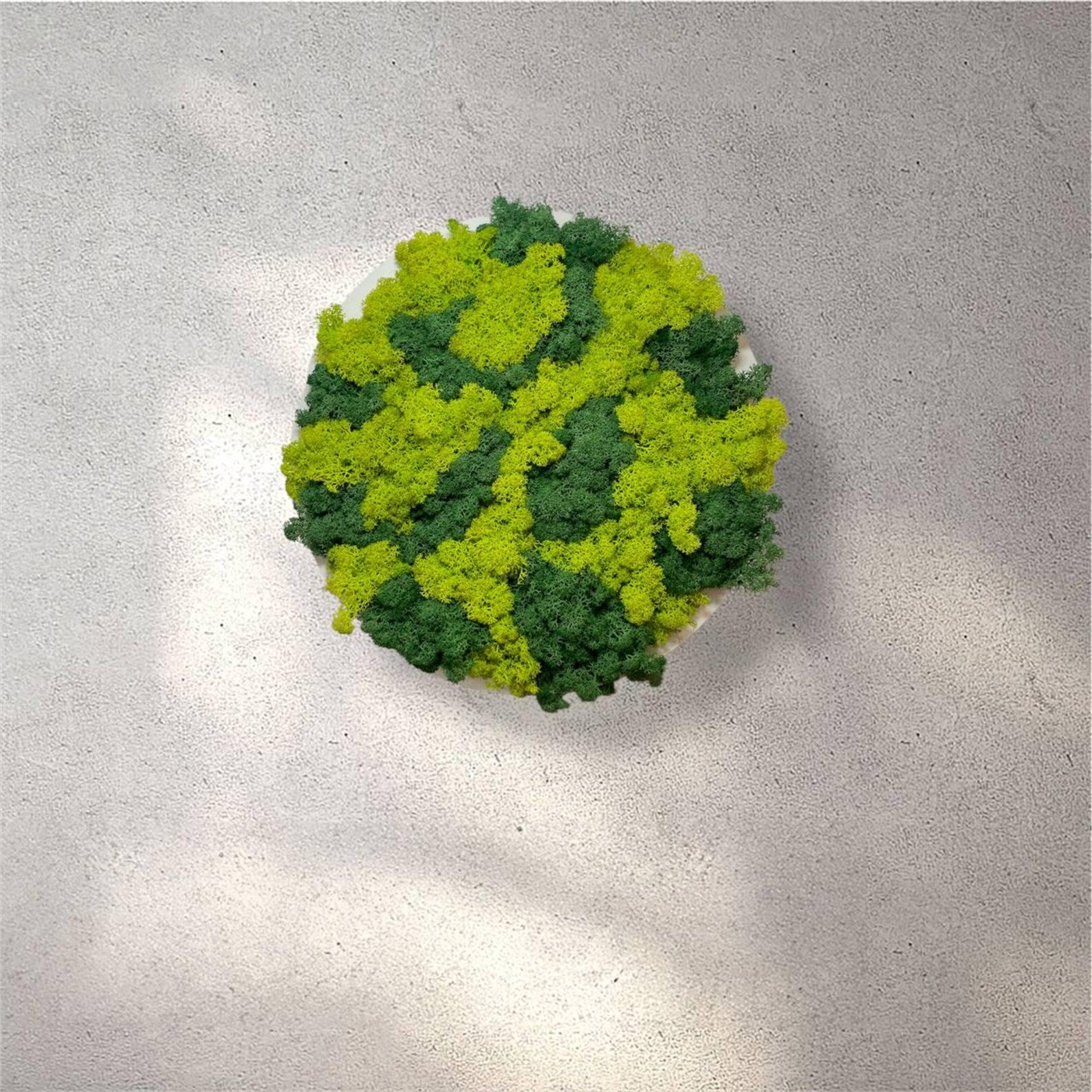 Moss Wall Art – Handmade Moss Panel for Home Decor & Office Wall Art