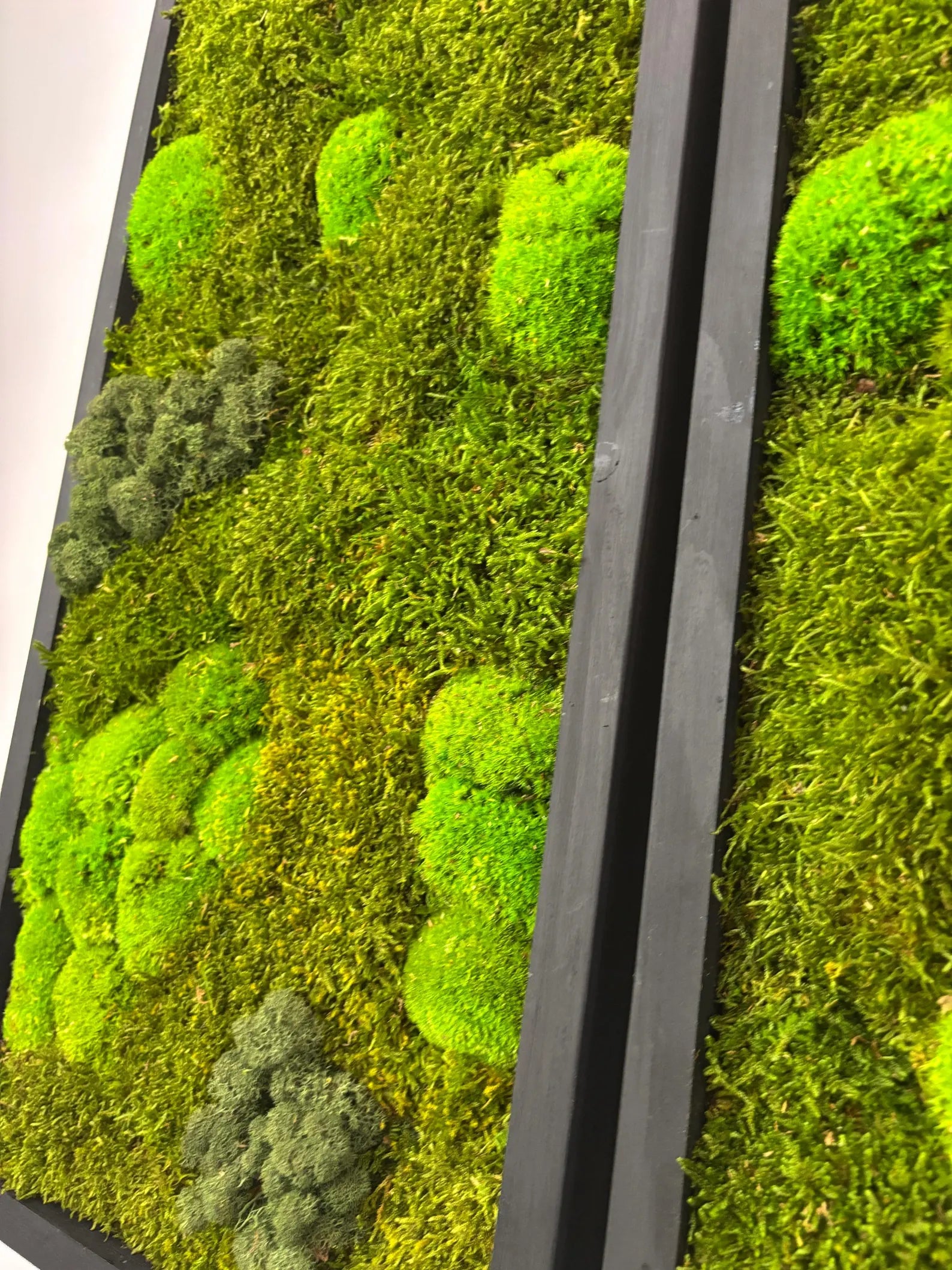 Natural Moss Wall Hanging – Large Real Moss Art for Home, Office & Entryway, No-Maintenance Green Décor