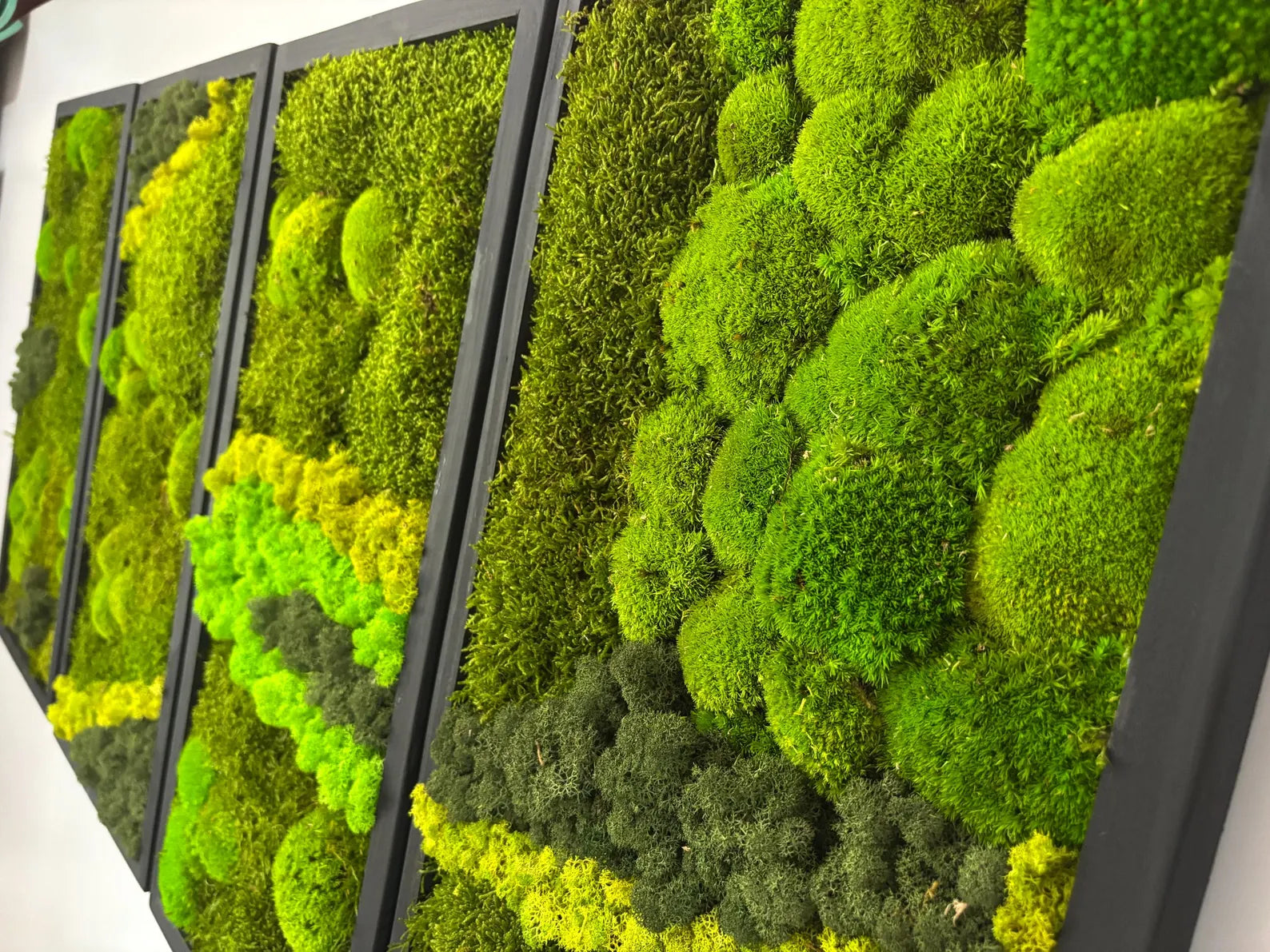 Natural Moss Wall Hanging – Large Real Moss Art for Home, Office & Entryway, No-Maintenance Green Décor