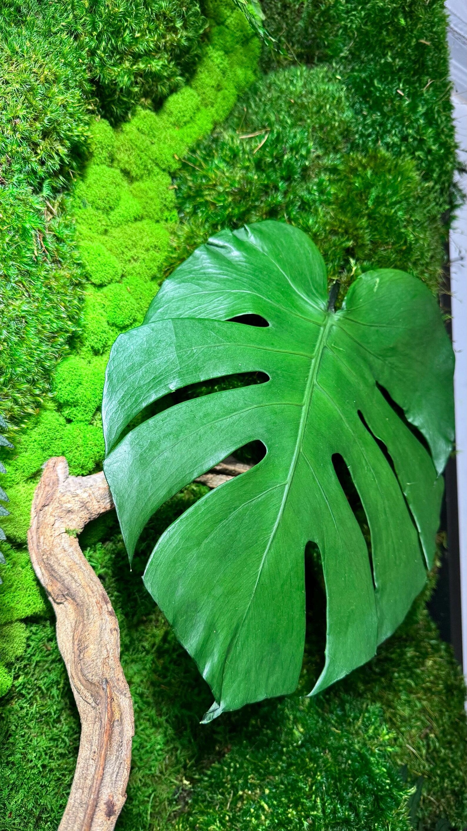 The Terrarium – Handmade Glass Terrarium with Preserved Moss & Natural Decor